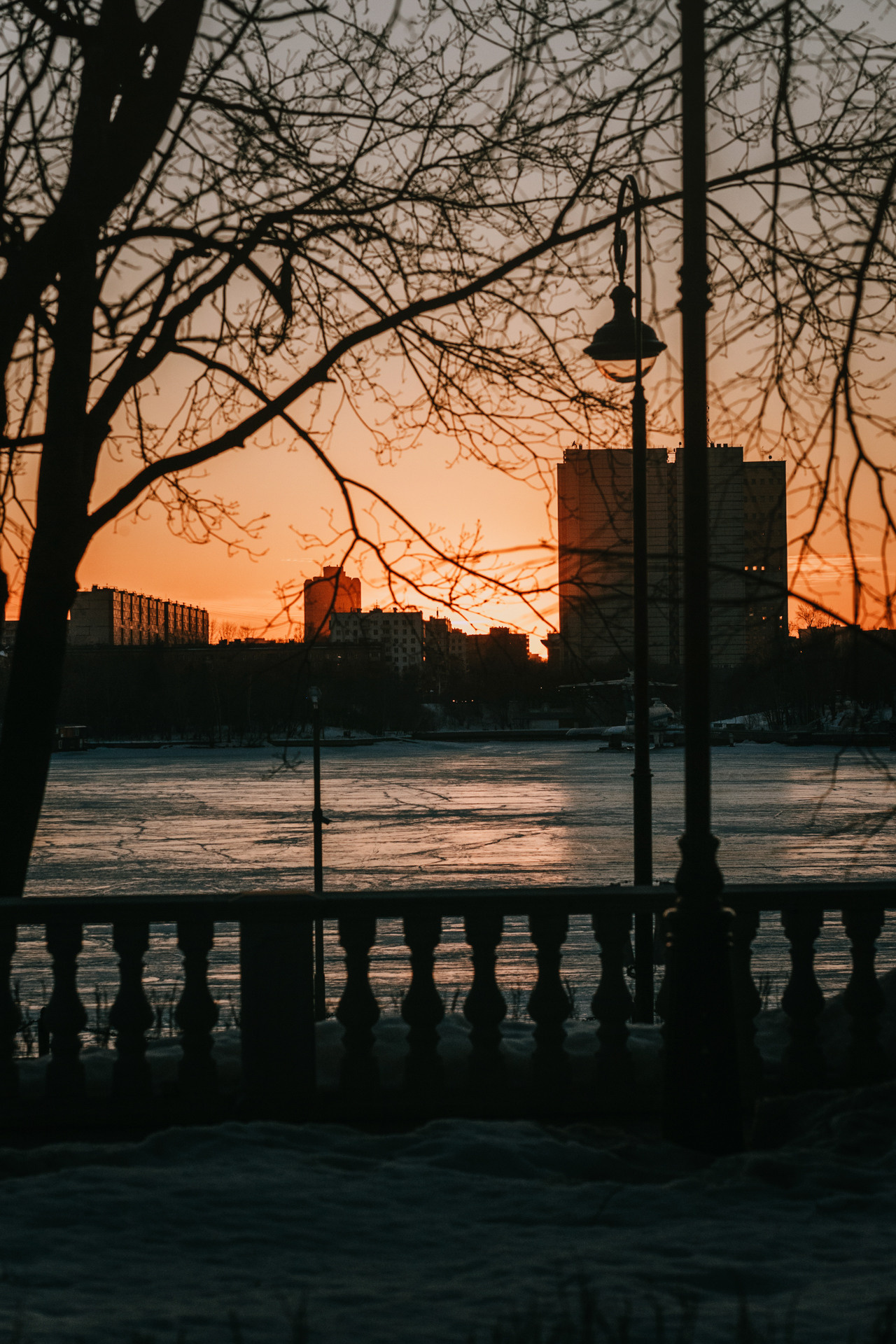 Нюта, Мэри и Лэсси. Фотограф-анималист Елена Радченко, Москва