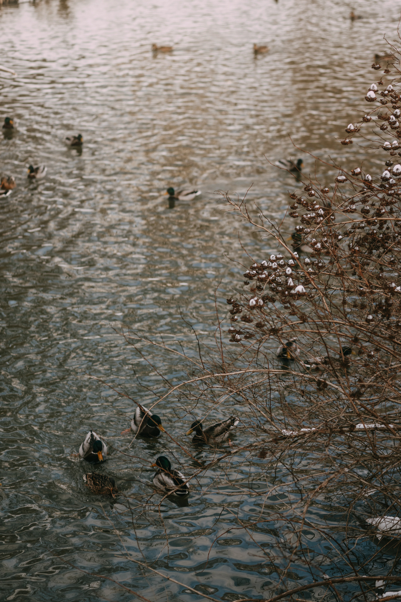 Лариса и Патрик. Фотограф-анималист Елена Радченко, Москва