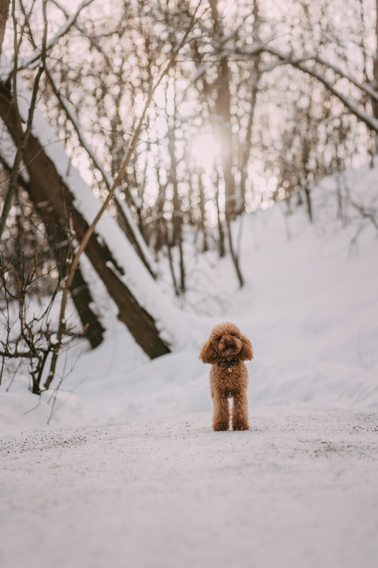 Лариса и Патрик. Фотограф-анималист Елена Радченко, Москва