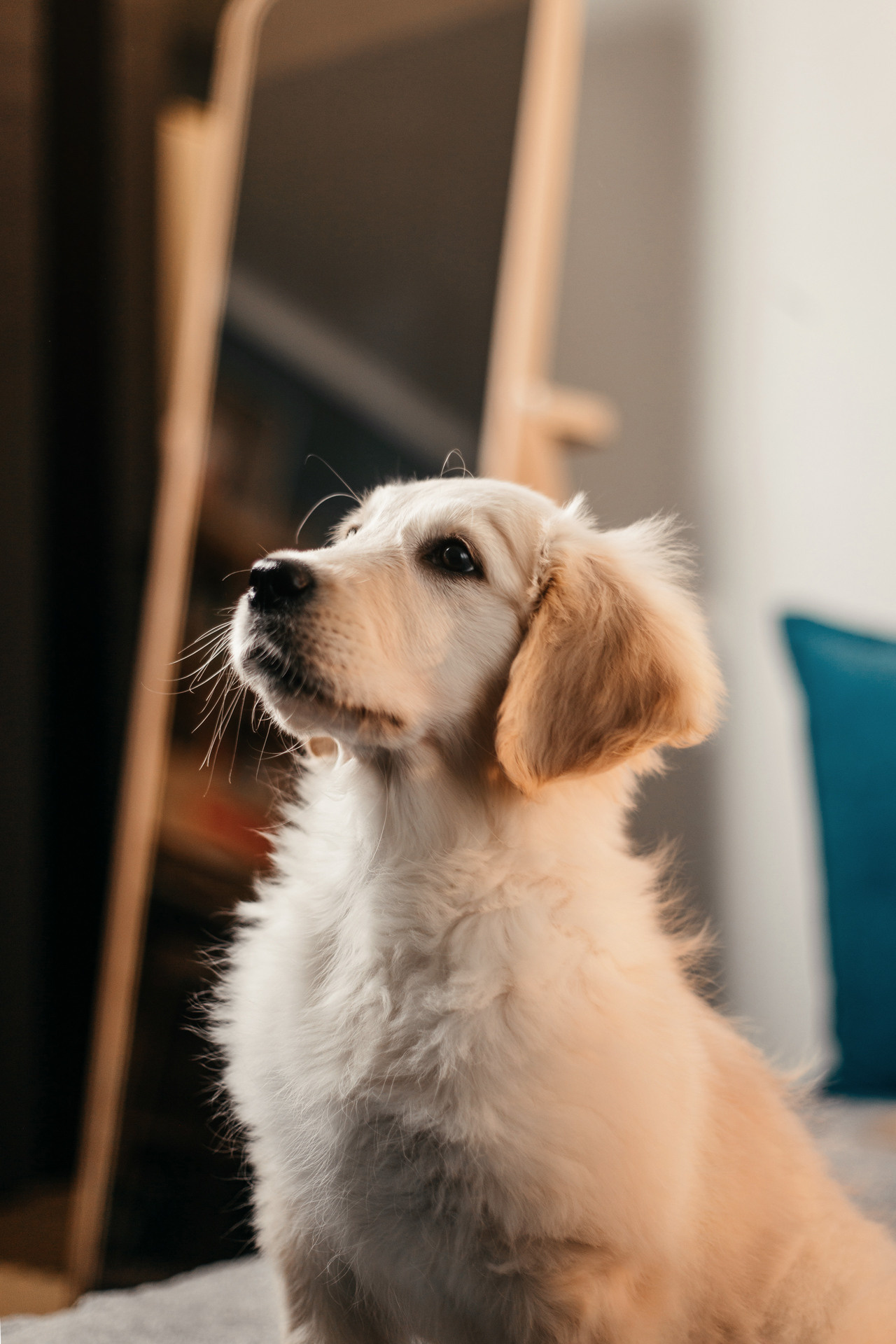 Настя, Вальда и Флер. Фотограф-анималист Елена Радченко, Москва
