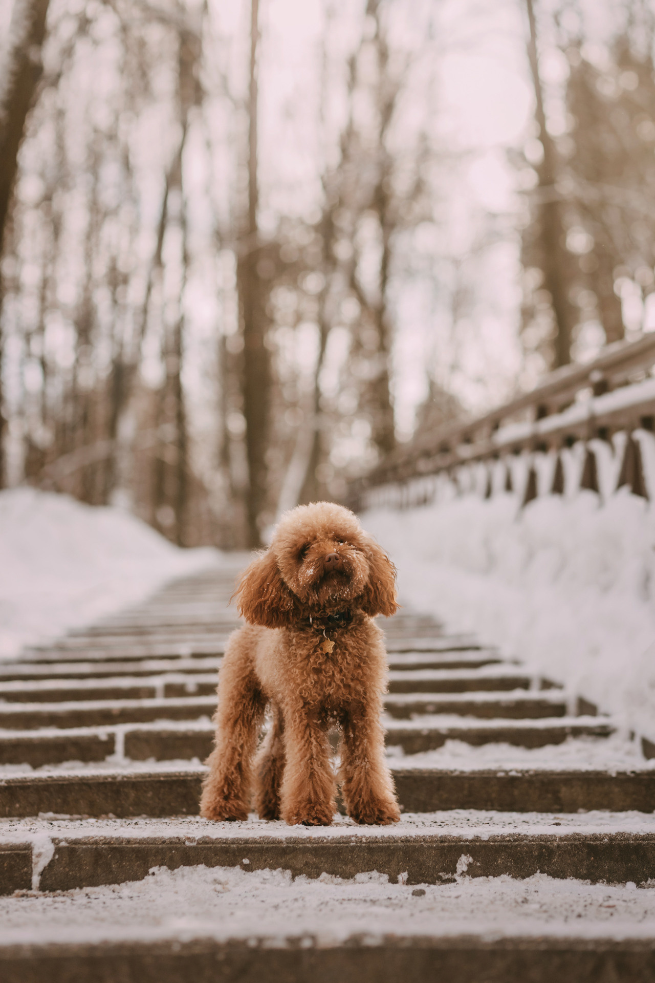 Лариса и Патрик. Фотограф-анималист Елена Радченко, Москва