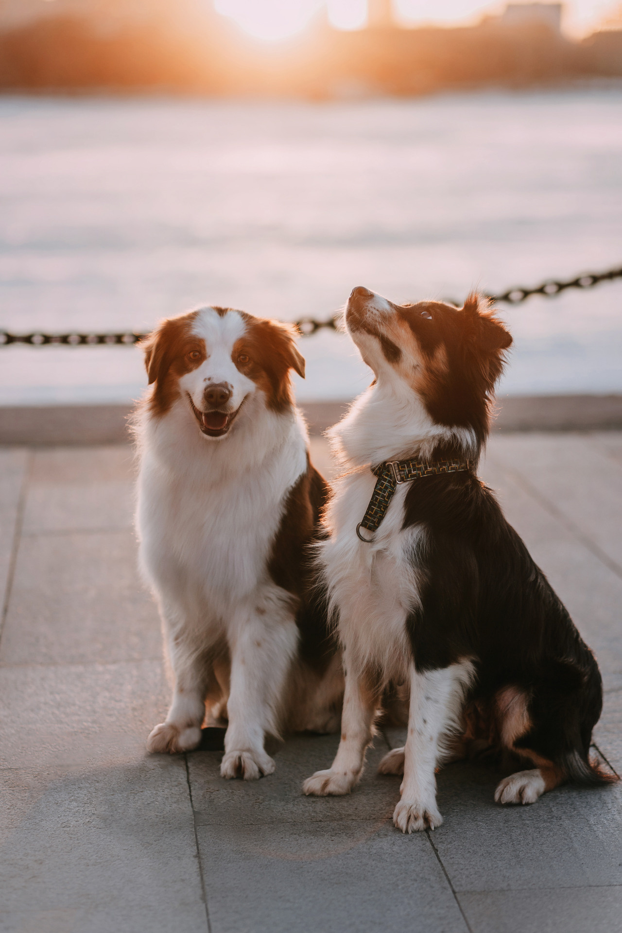 Нюта, Мэри и Лэсси. Фотограф-анималист Елена Радченко, Москва