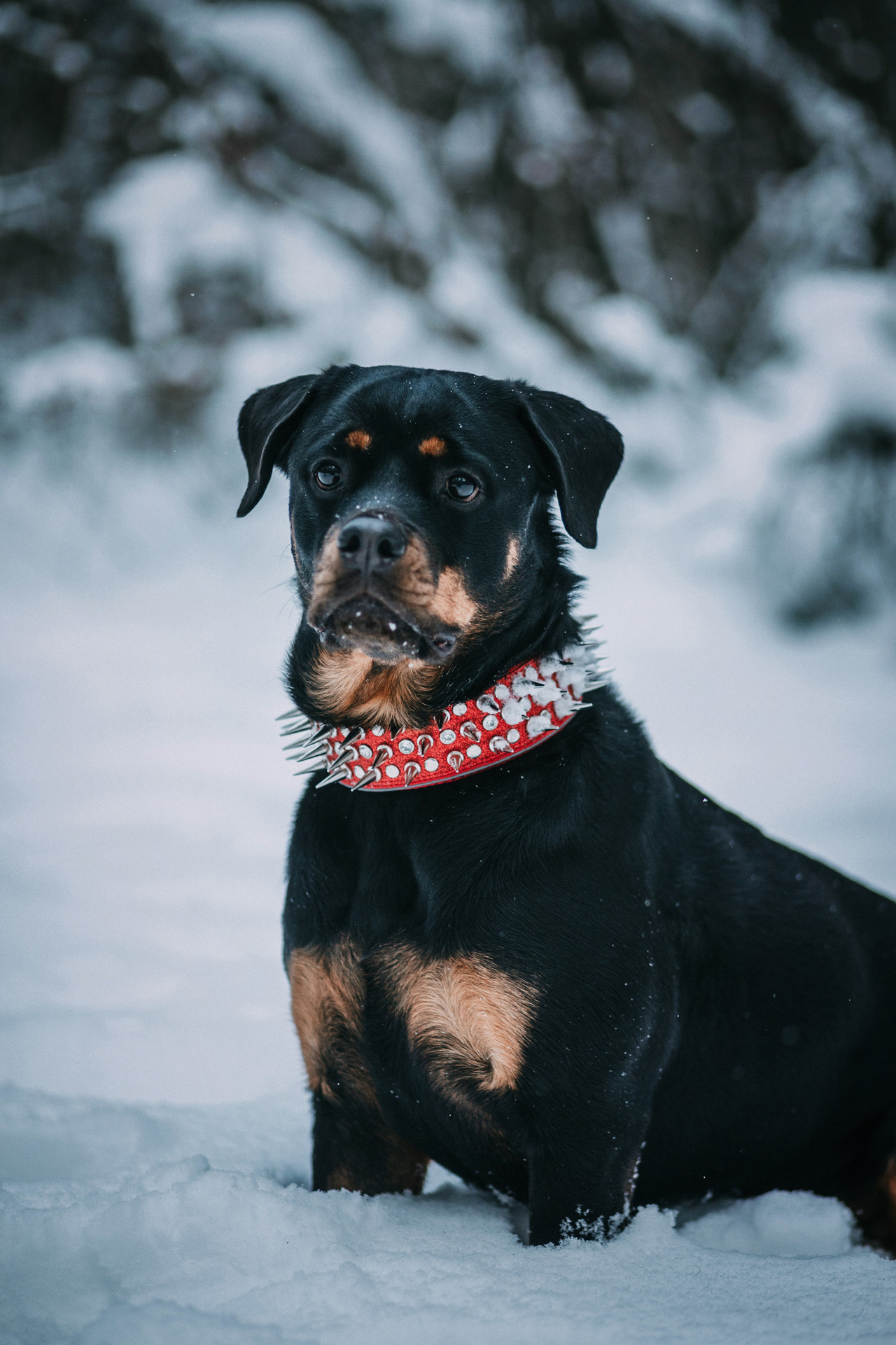 Каринэ и Цири. Фотограф-анималист Елена Радченко, Москва