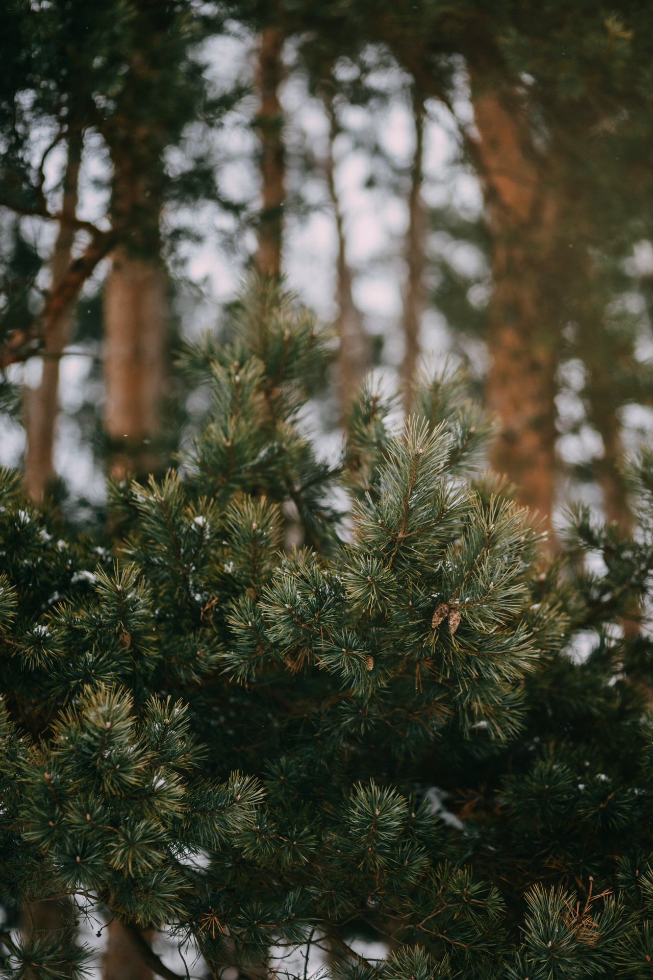Наташа, Стас и Элфи. Фотограф-анималист Елена Радченко, Москва
