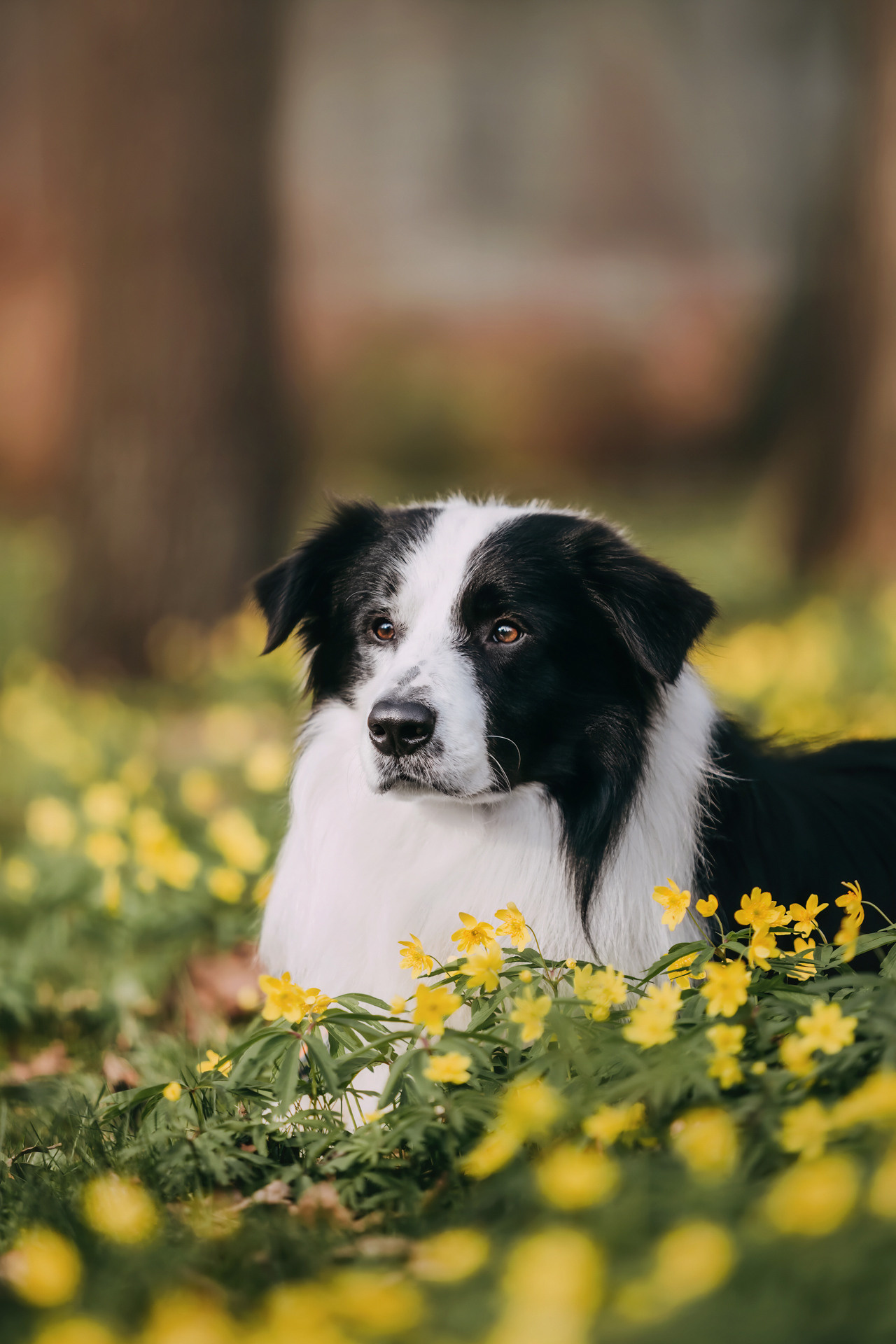 Найт. Фотограф-анималист Елена Радченко, Москва