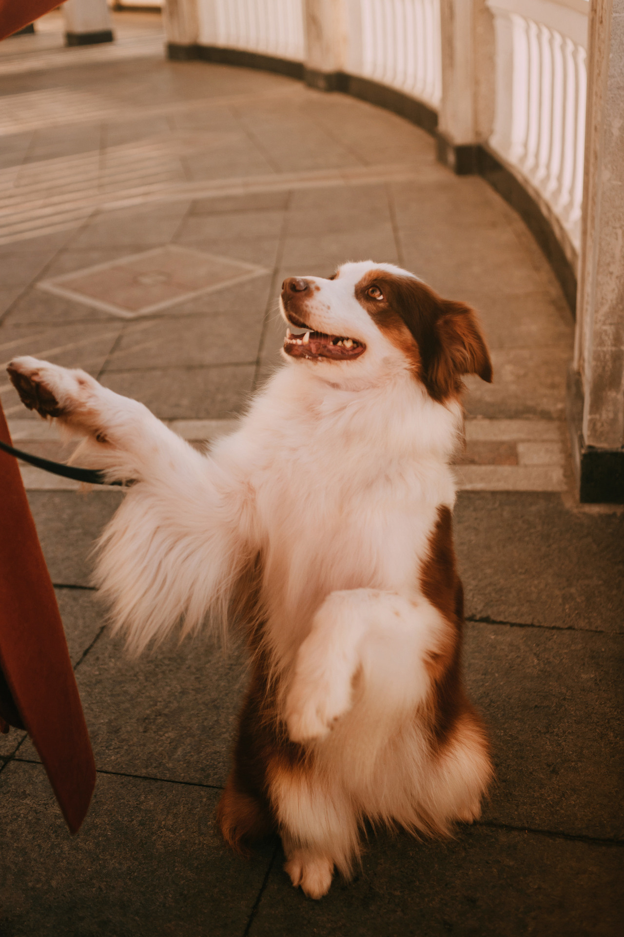 Нюта, Мэри и Лэсси. Фотограф-анималист Елена Радченко, Москва