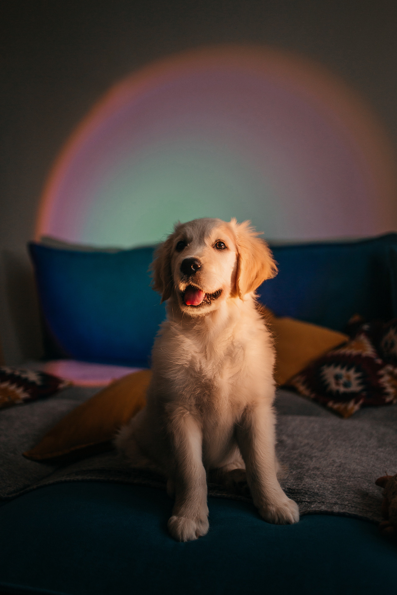 Настя, Вальда и Флер. Фотограф-анималист Елена Радченко, Москва