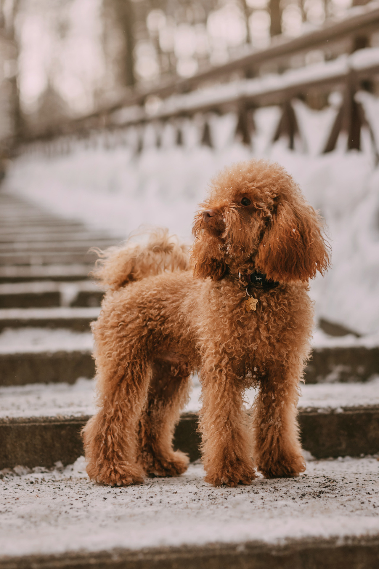 Лариса и Патрик. Фотограф-анималист Елена Радченко, Москва