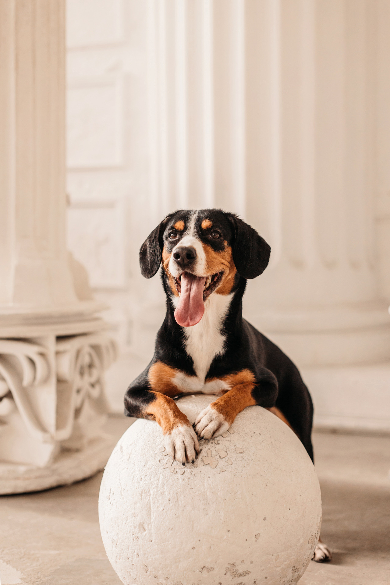 Аня, Вафля и Пикси. Фотограф-анималист Елена Радченко, Москва
