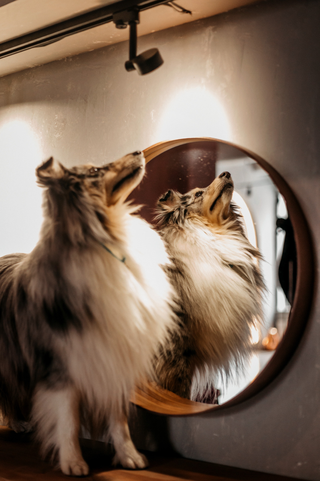 Аня и Скай. Фотограф-анималист Елена Радченко, Москва