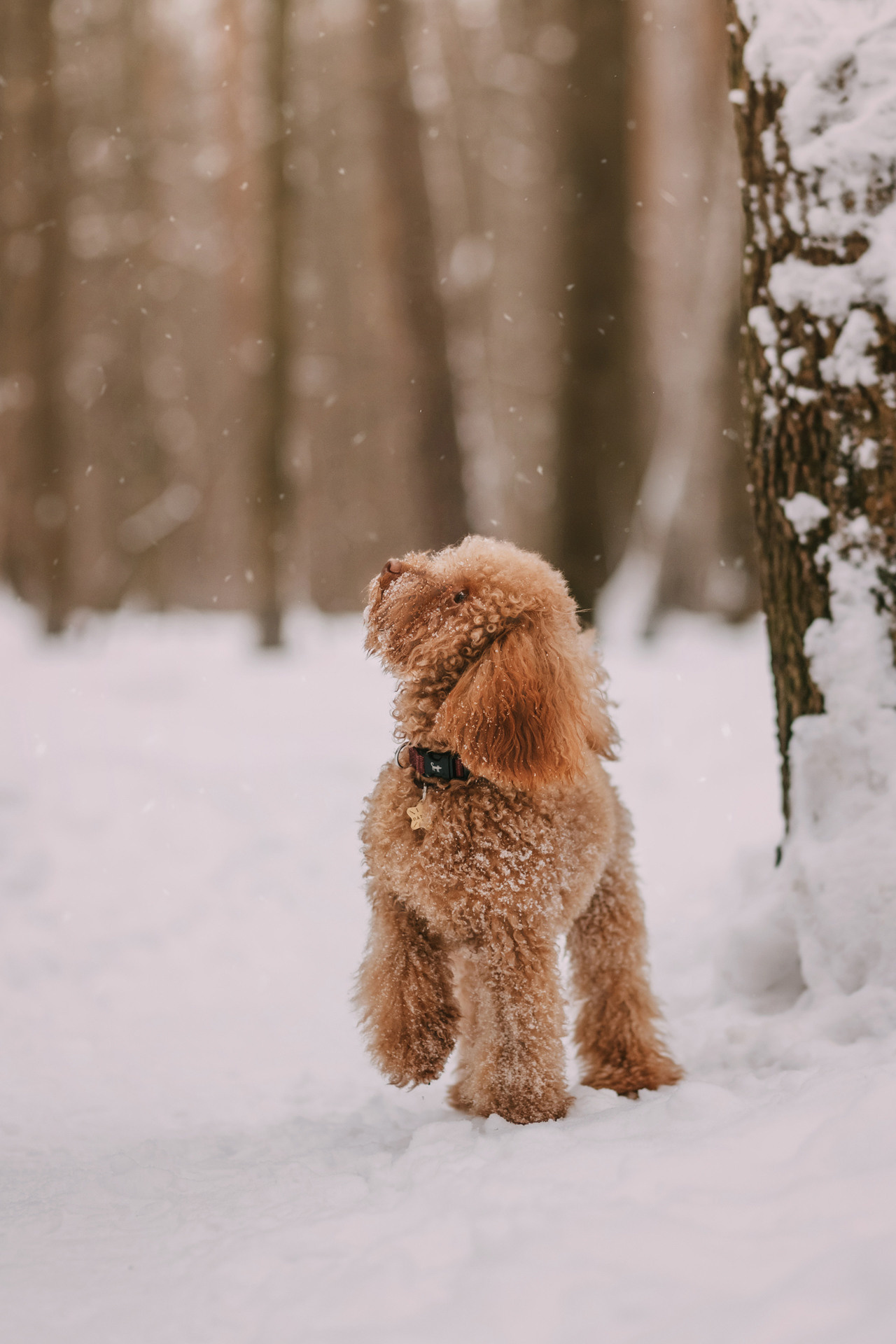 Лариса и Патрик. Фотограф-анималист Елена Радченко, Москва
