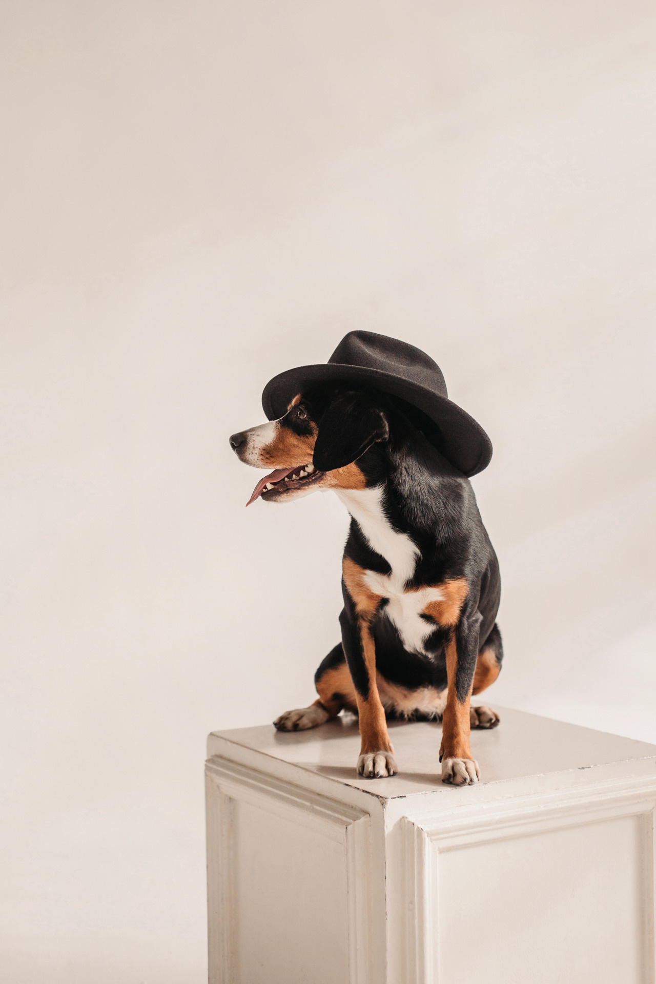 Аня, Вафля и Пикси. Фотограф-анималист Елена Радченко, Москва