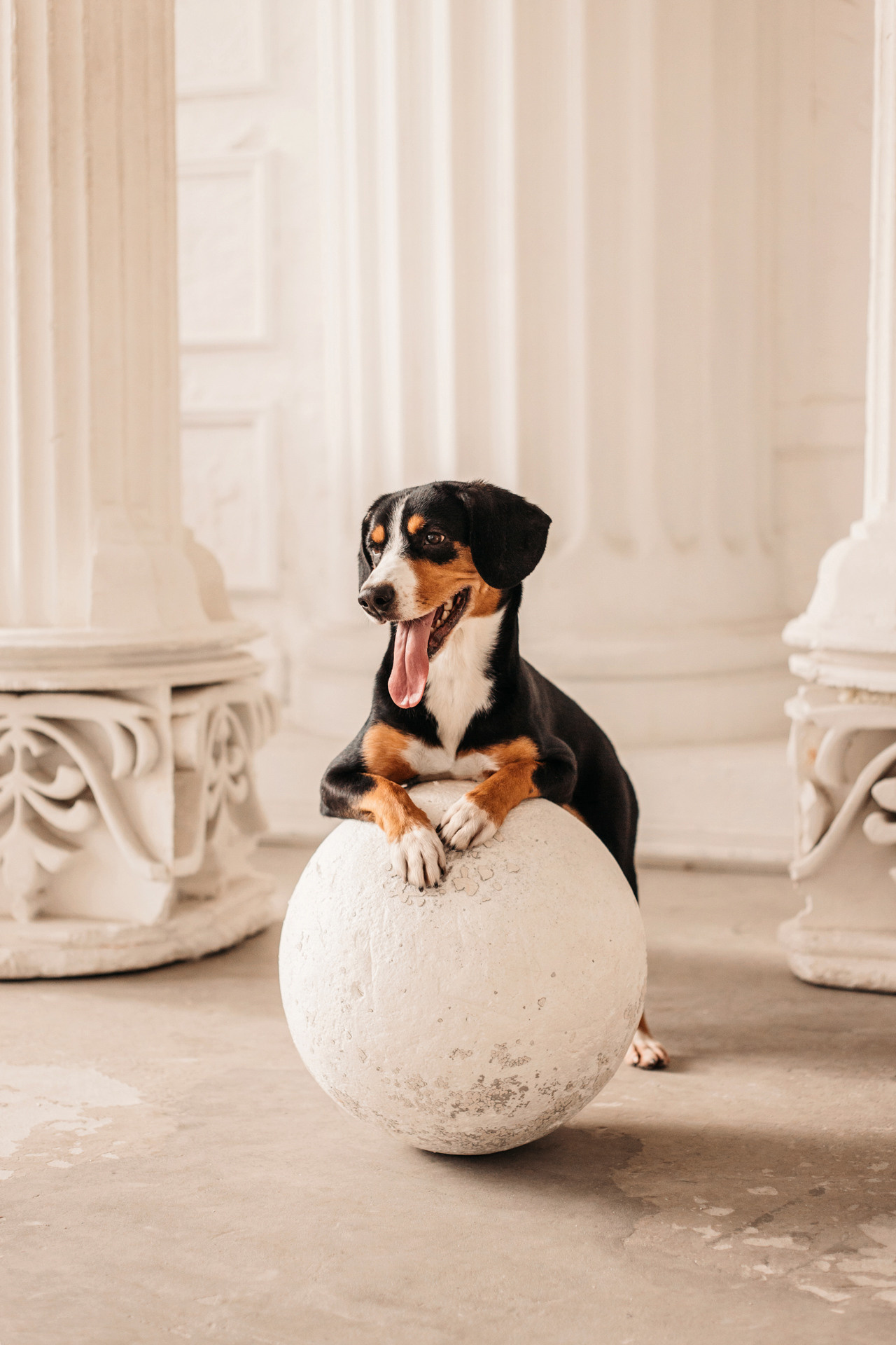 Аня, Вафля и Пикси. Фотограф-анималист Елена Радченко, Москва