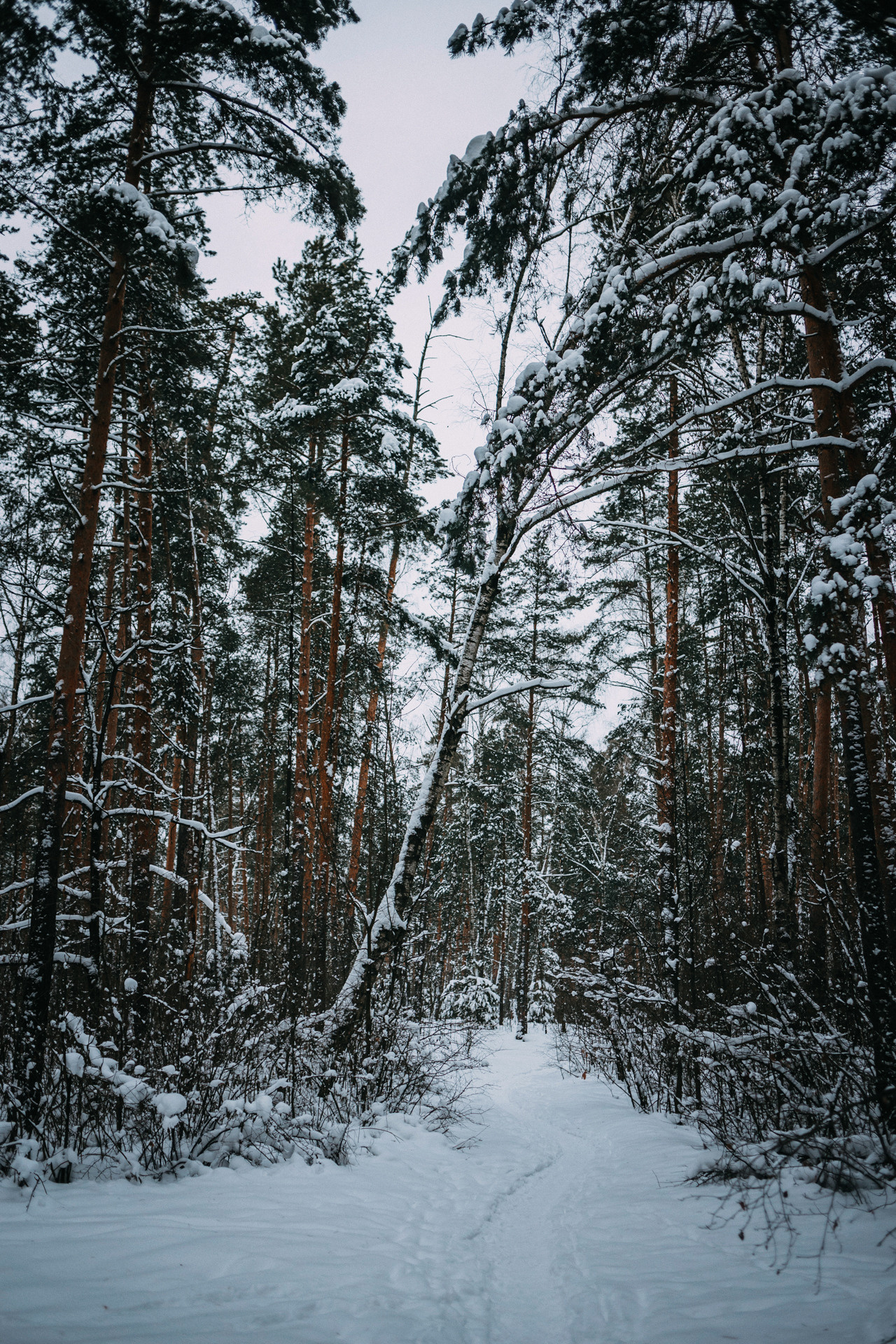 Каринэ и Цири. Фотограф-анималист Елена Радченко, Москва