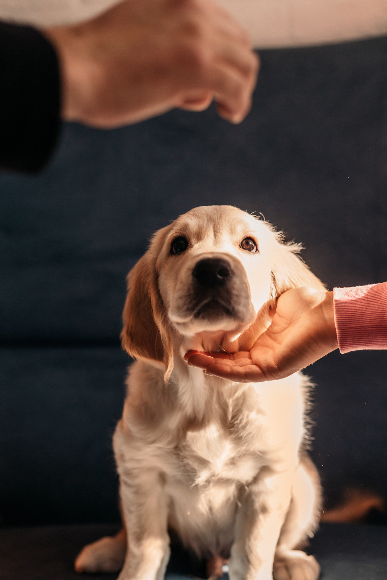 Наталья и Шелби. Фотограф-анималист Елена Радченко, Москва