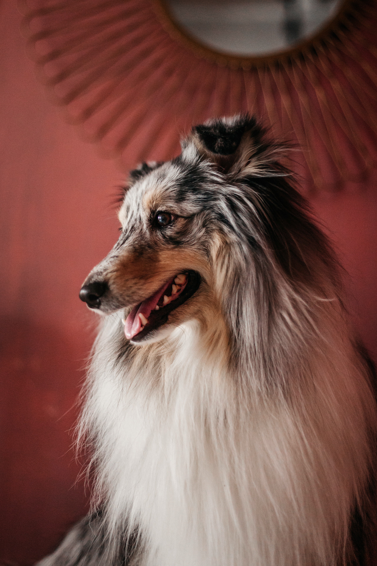 Аня и Скай. Фотограф-анималист Елена Радченко, Москва