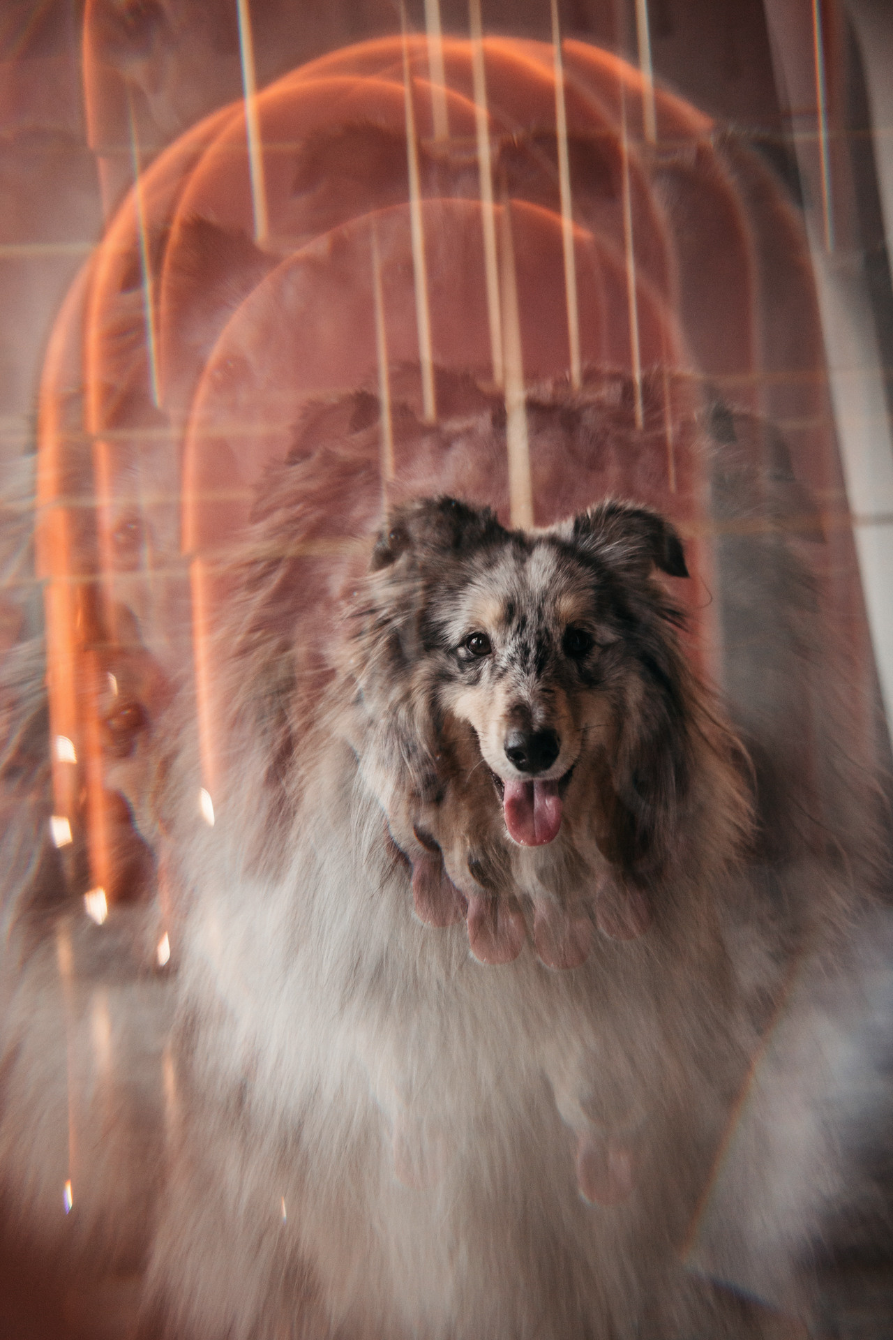 Аня и Скай. Фотограф-анималист Елена Радченко, Москва