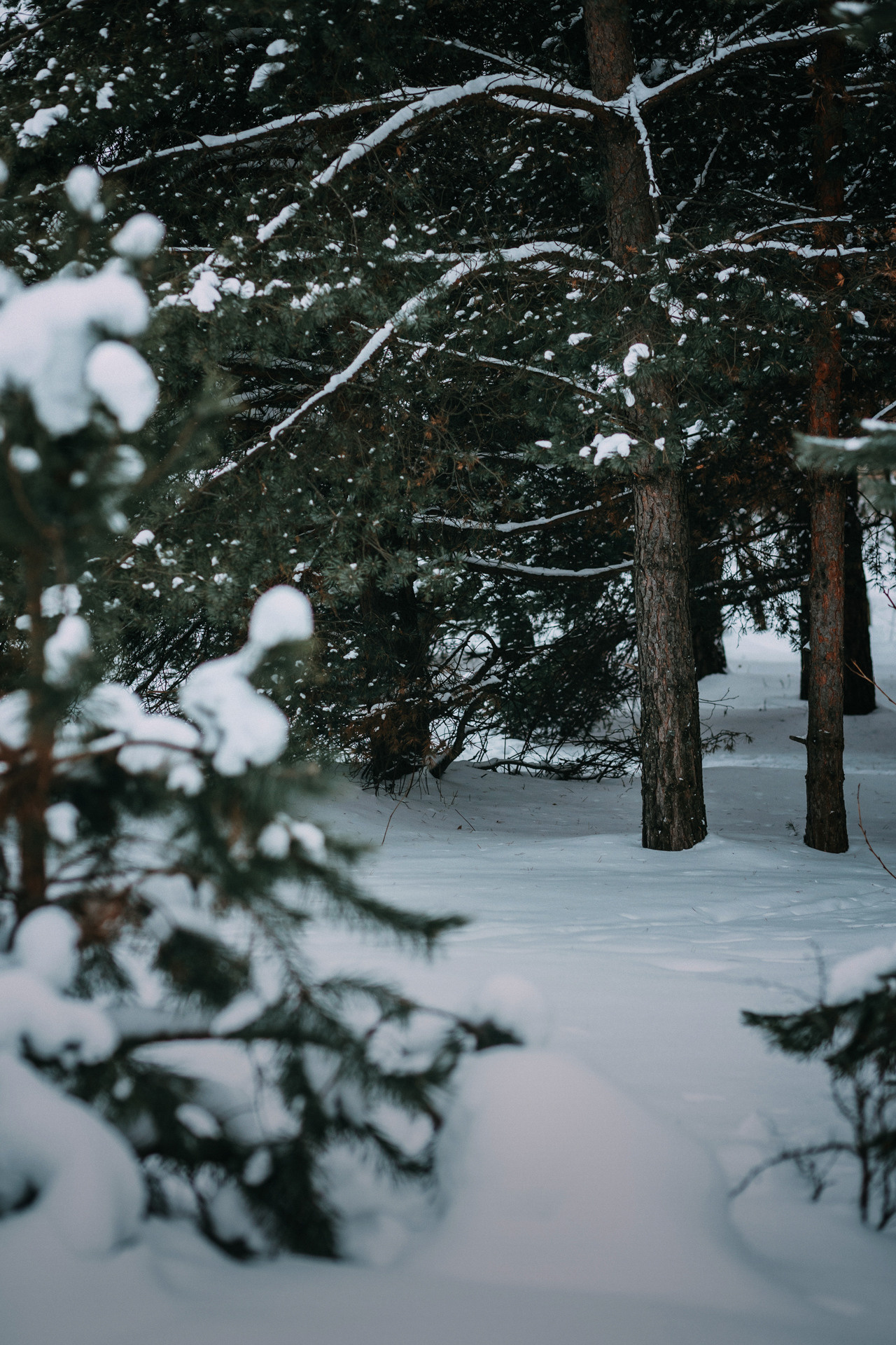 Каринэ и Цири. Фотограф-анималист Елена Радченко, Москва