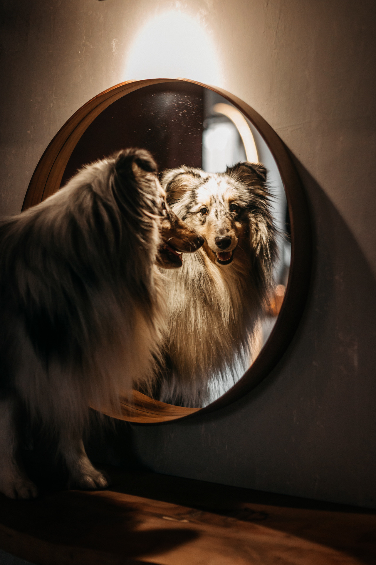 Аня и Скай. Фотограф-анималист Елена Радченко, Москва