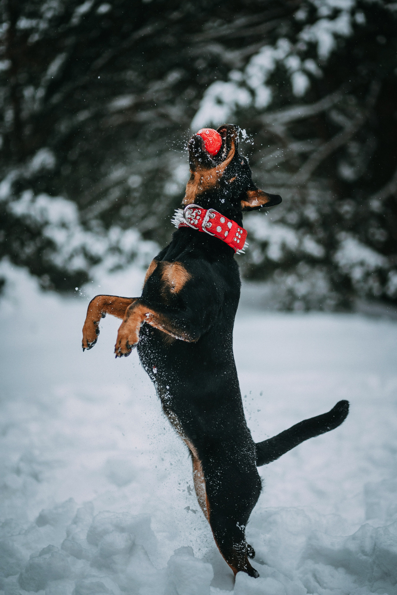 Каринэ и Цири. Фотограф-анималист Елена Радченко, Москва