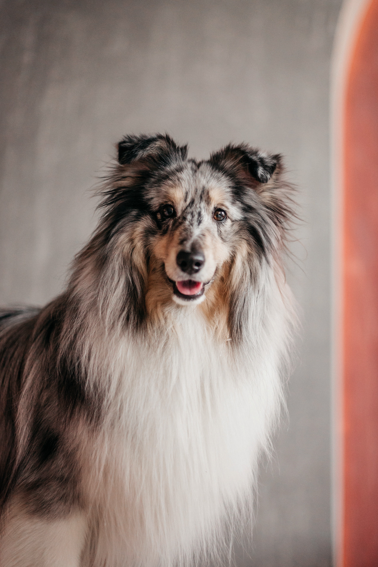 Аня и Скай. Фотограф-анималист Елена Радченко, Москва