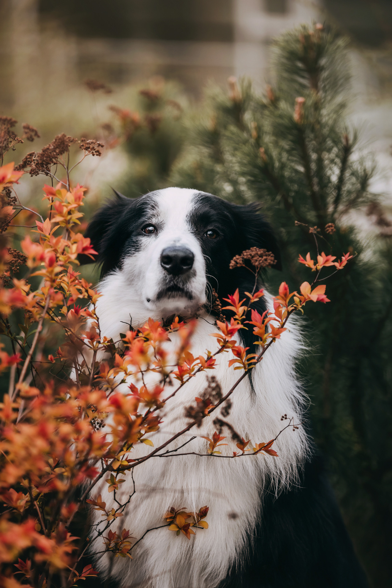 Найт. Фотограф-анималист Елена Радченко, Москва
