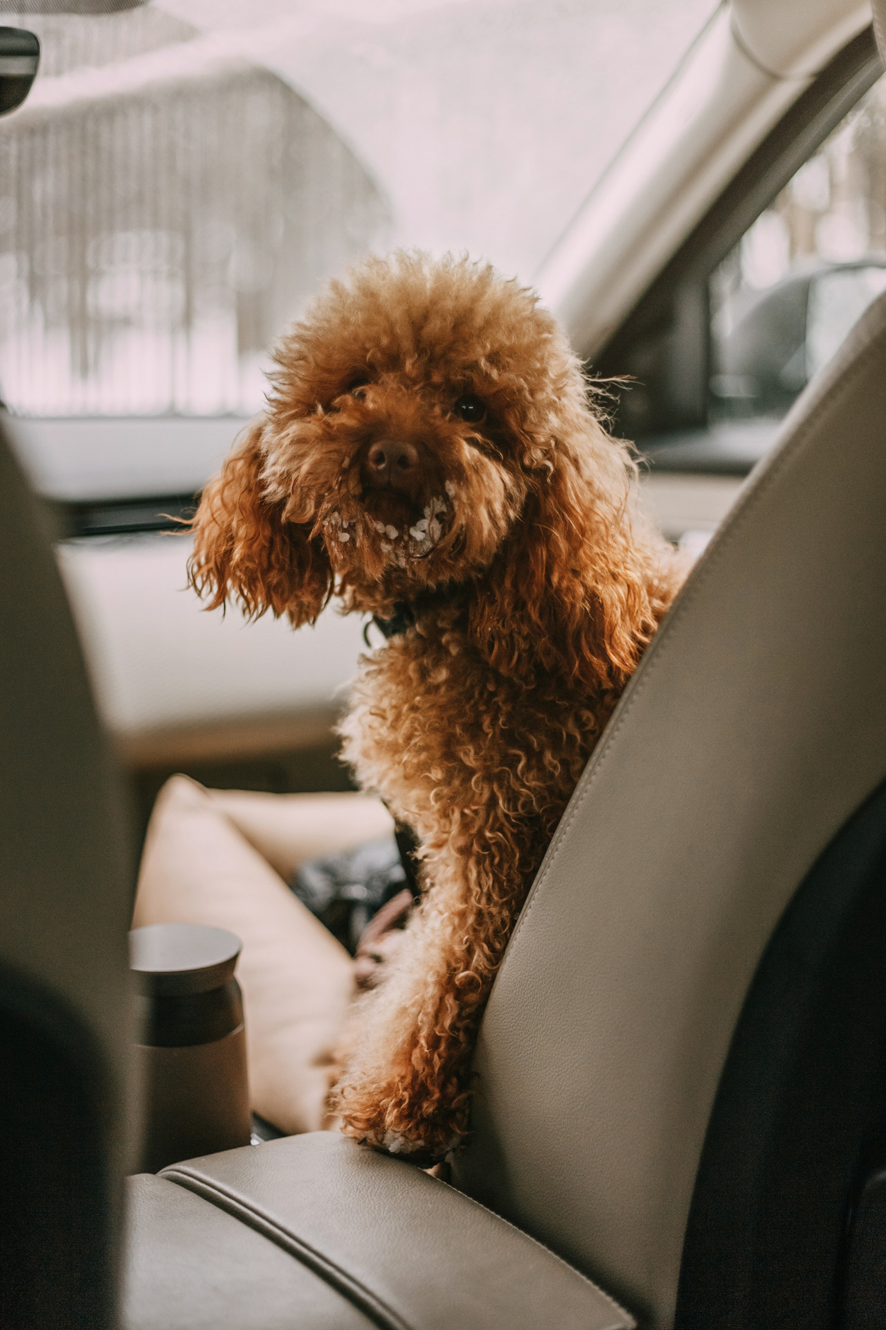 Лариса и Патрик. Фотограф-анималист Елена Радченко, Москва