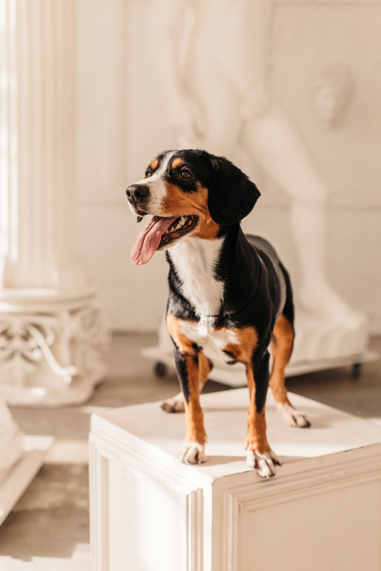 Аня, Вафля и Пикси. Фотограф-анималист Елена Радченко, Москва