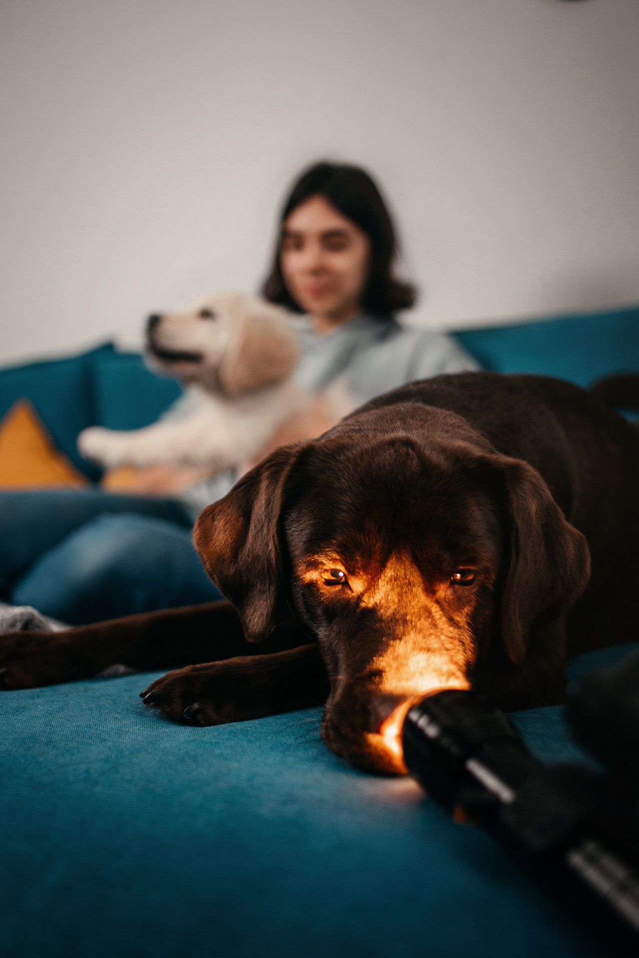 Настя, Вальда и Флер. Фотограф-анималист Елена Радченко, Москва