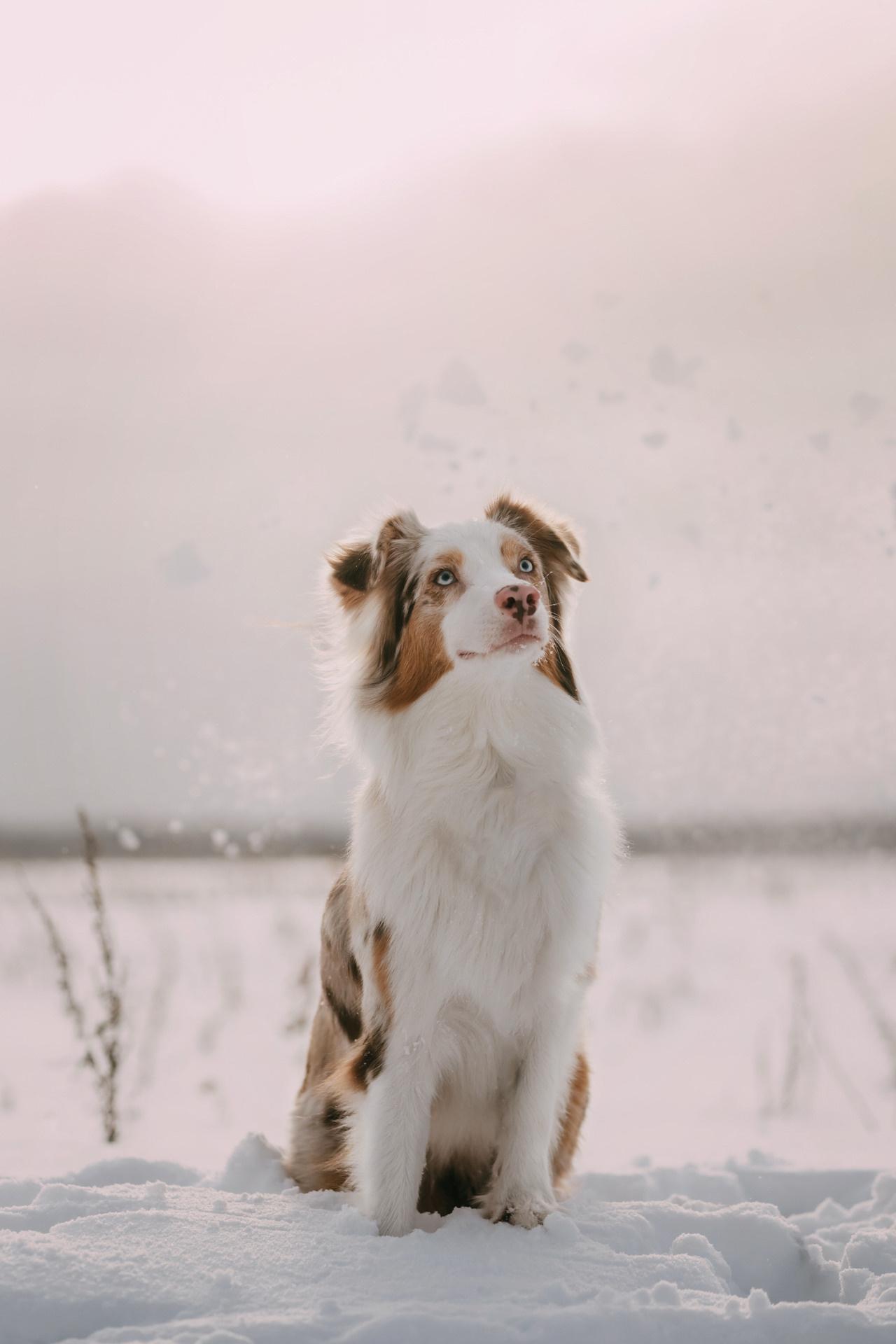 Наташа, Стас и Элфи. Фотограф-анималист Елена Радченко, Москва