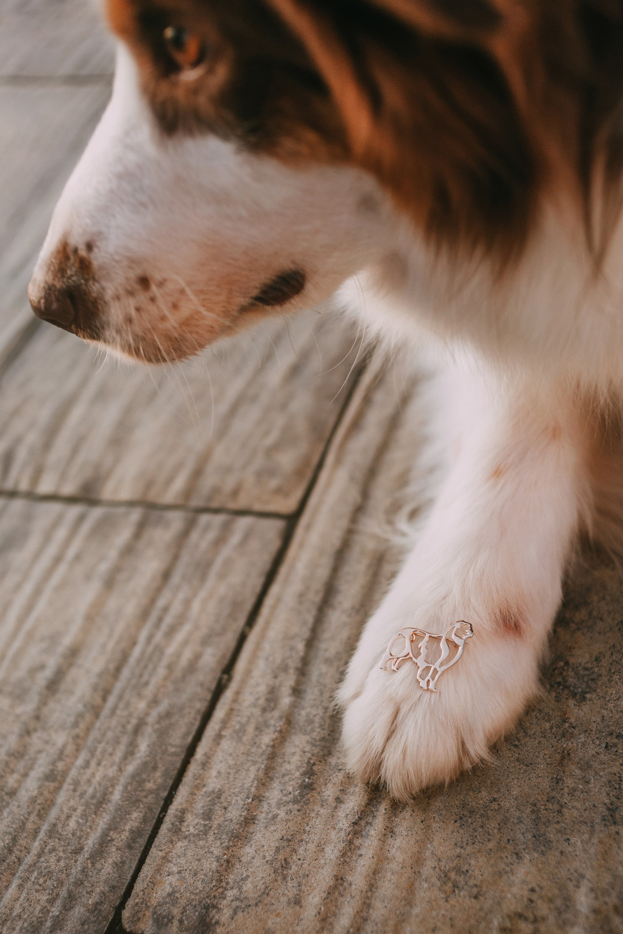 Нюта, Мэри и Лэсси. Фотограф-анималист Елена Радченко, Москва