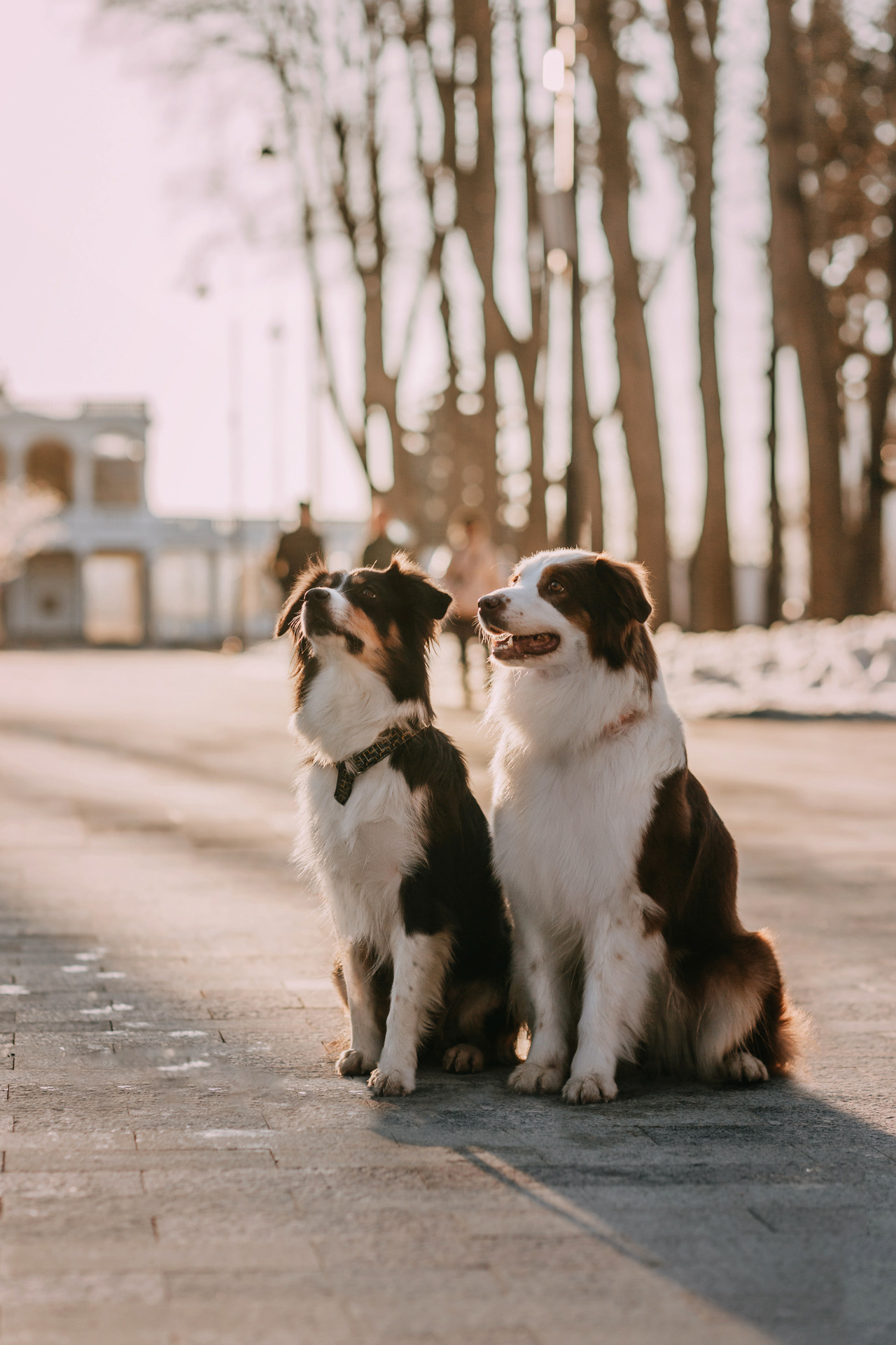Нюта, Мэри и Лэсси. Фотограф-анималист Елена Радченко, Москва