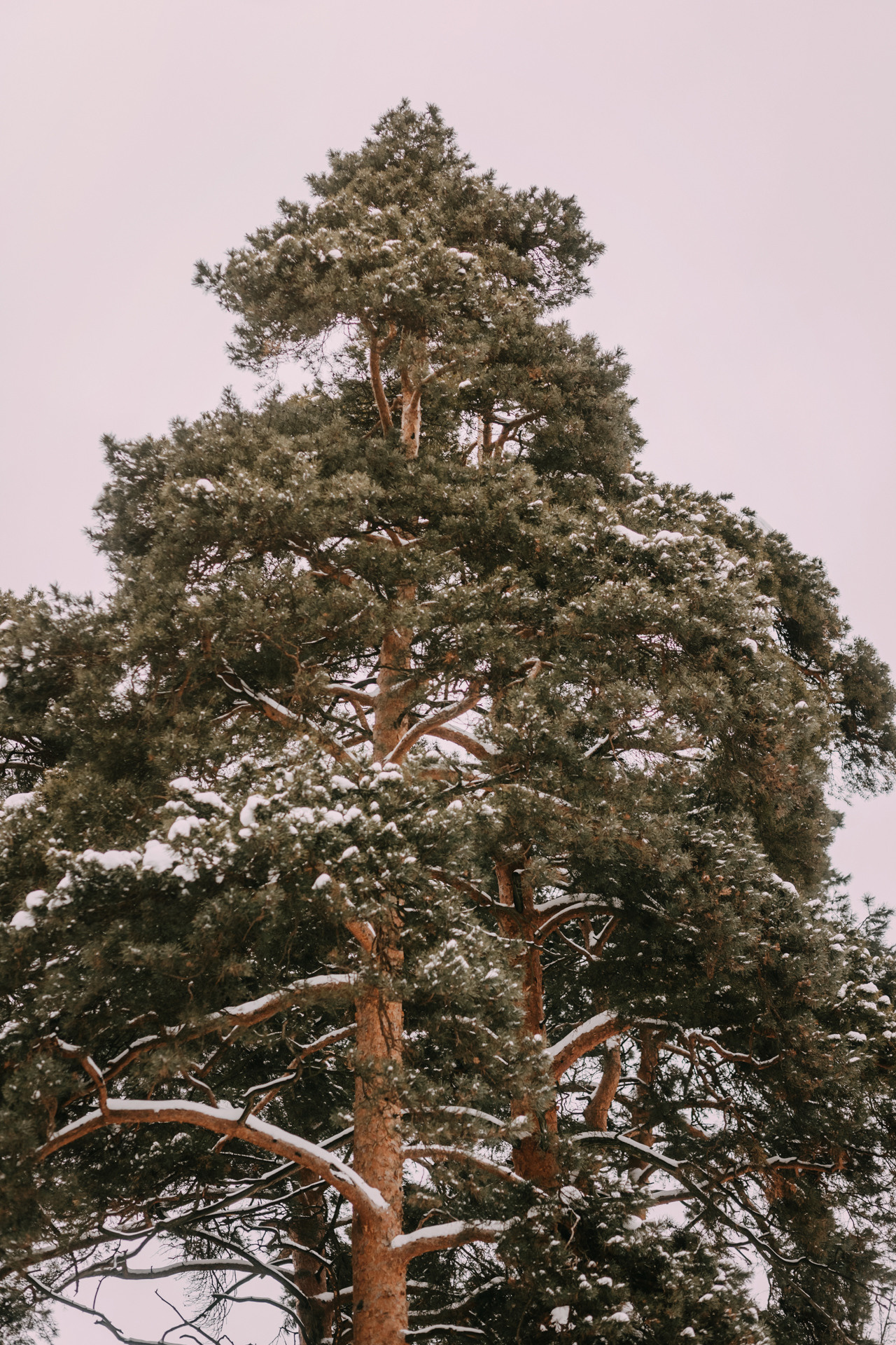 Лариса и Патрик. Фотограф-анималист Елена Радченко, Москва