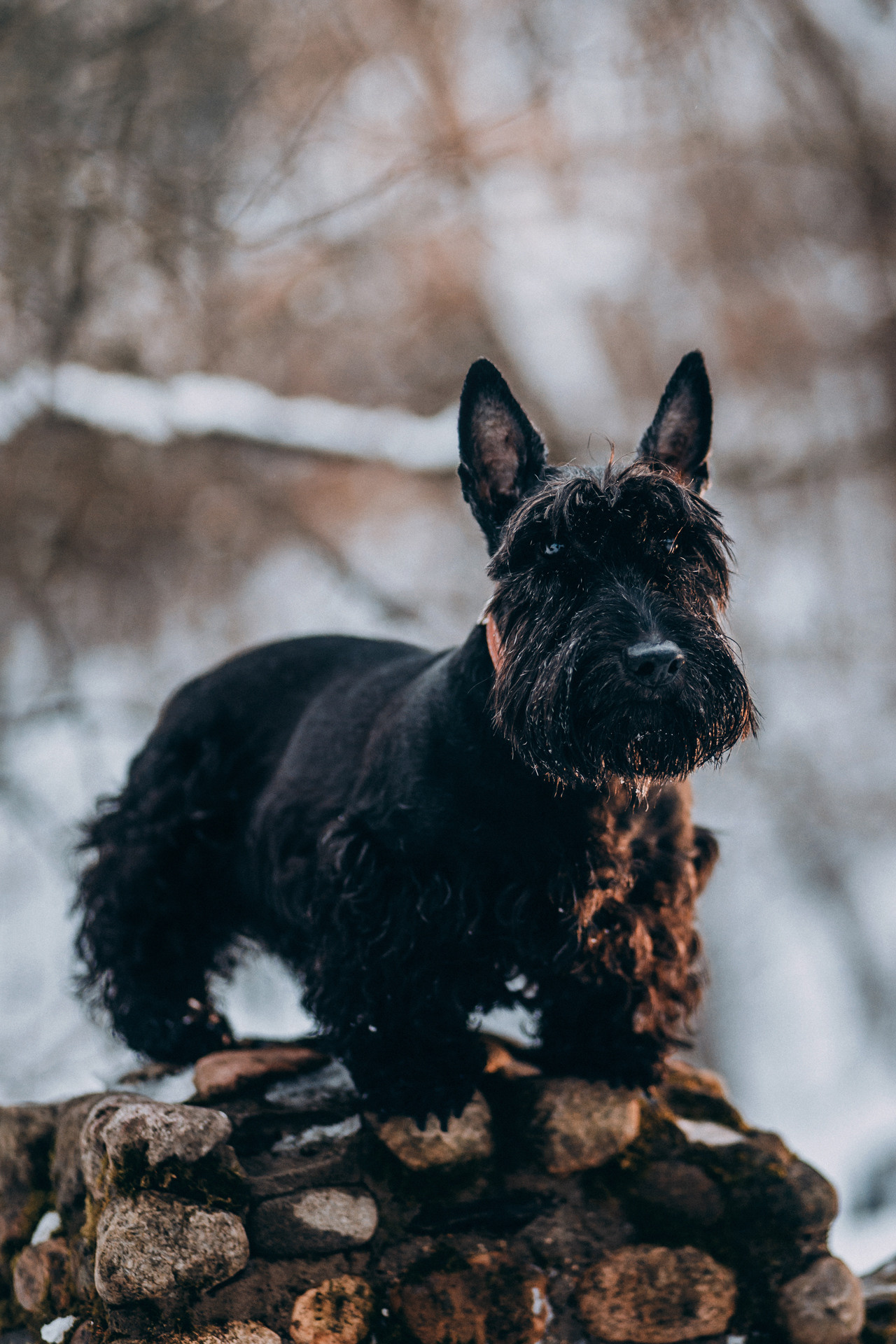 Сергей и Урса. Фотограф-анималист Елена Радченко, Москва