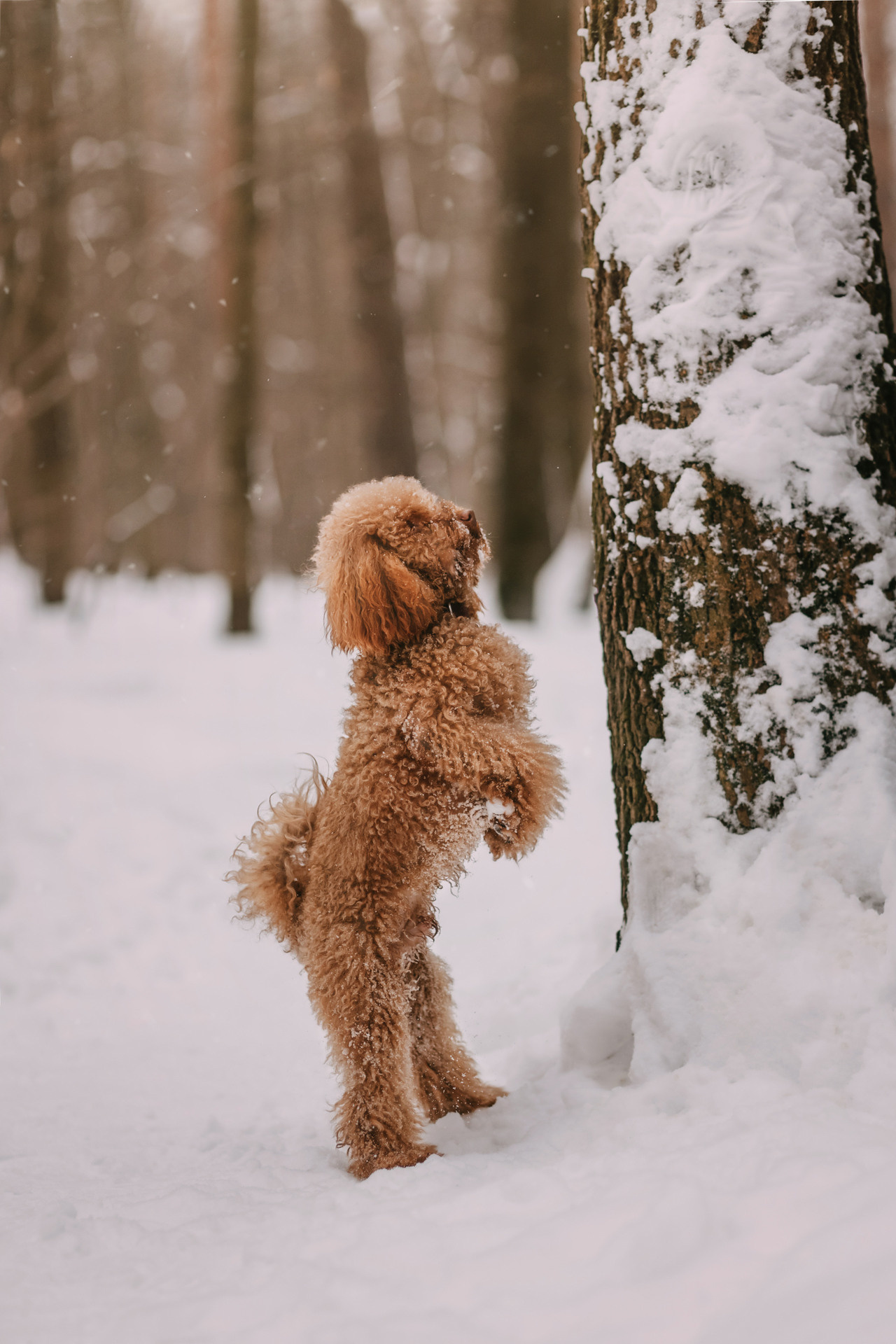 Лариса и Патрик. Фотограф-анималист Елена Радченко, Москва