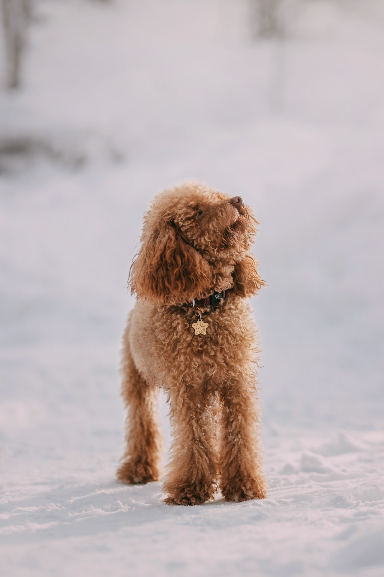 Лариса и Патрик. Фотограф-анималист Елена Радченко, Москва