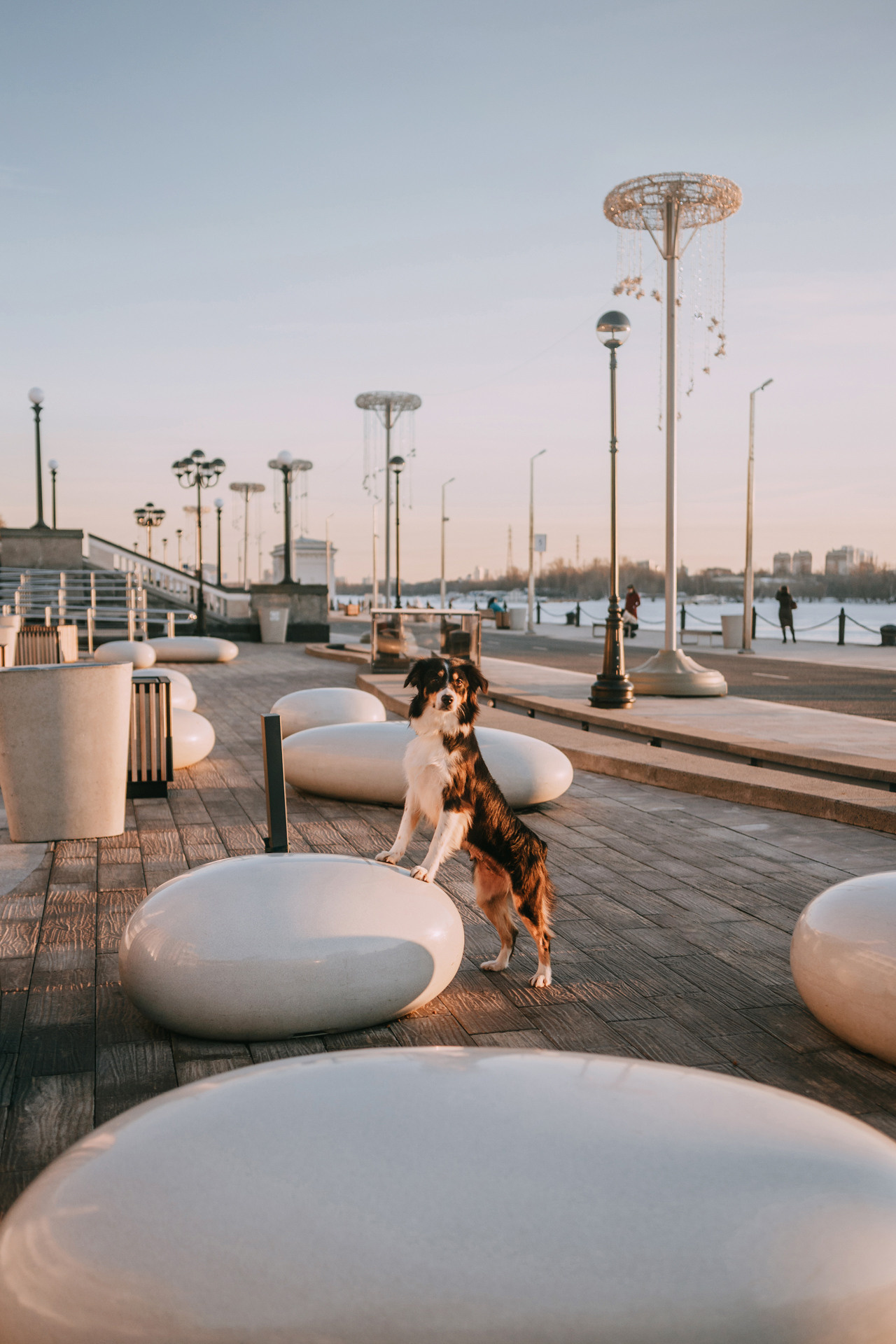 Нюта, Мэри и Лэсси. Фотограф-анималист Елена Радченко, Москва