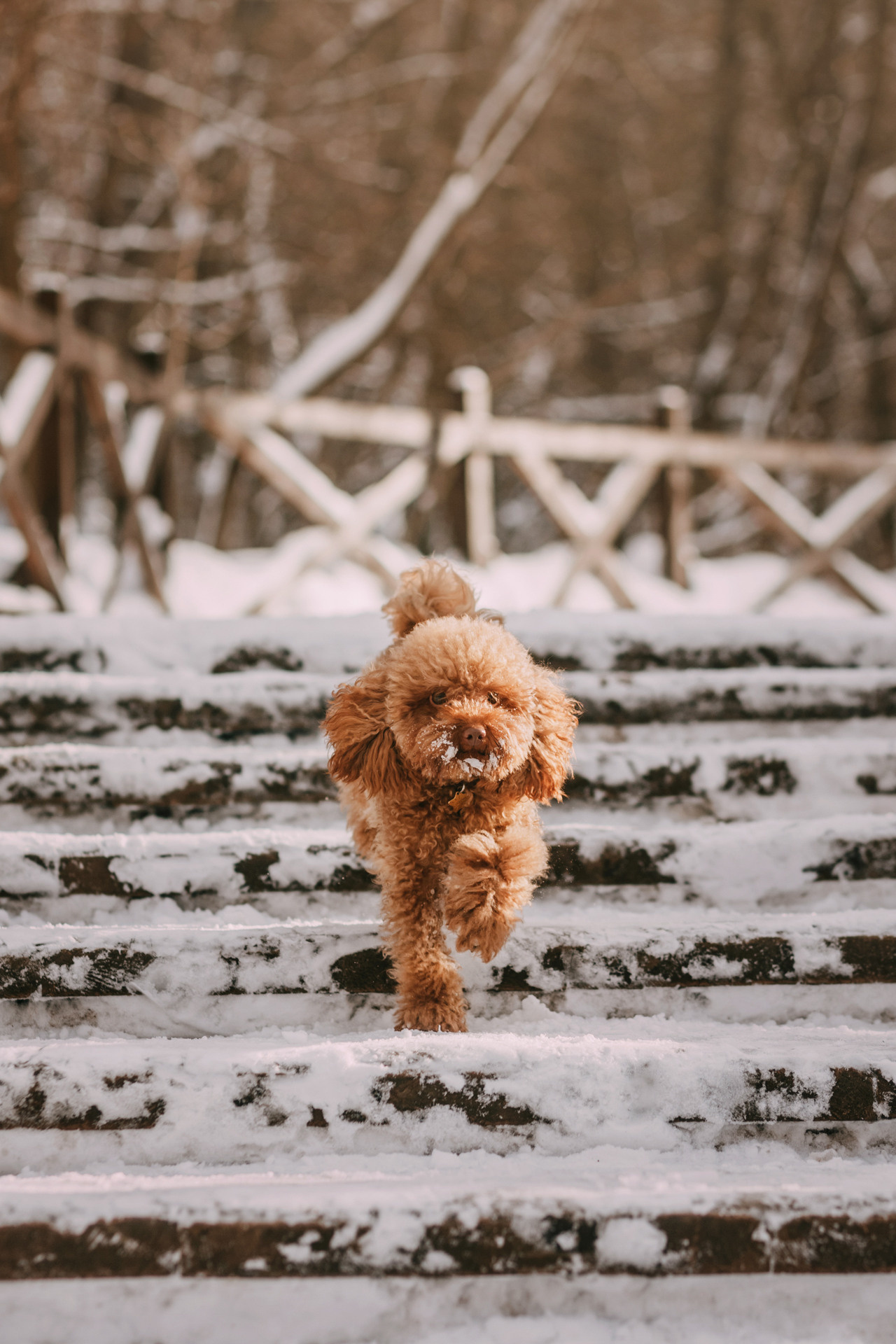 Лариса и Патрик. Фотограф-анималист Елена Радченко, Москва
