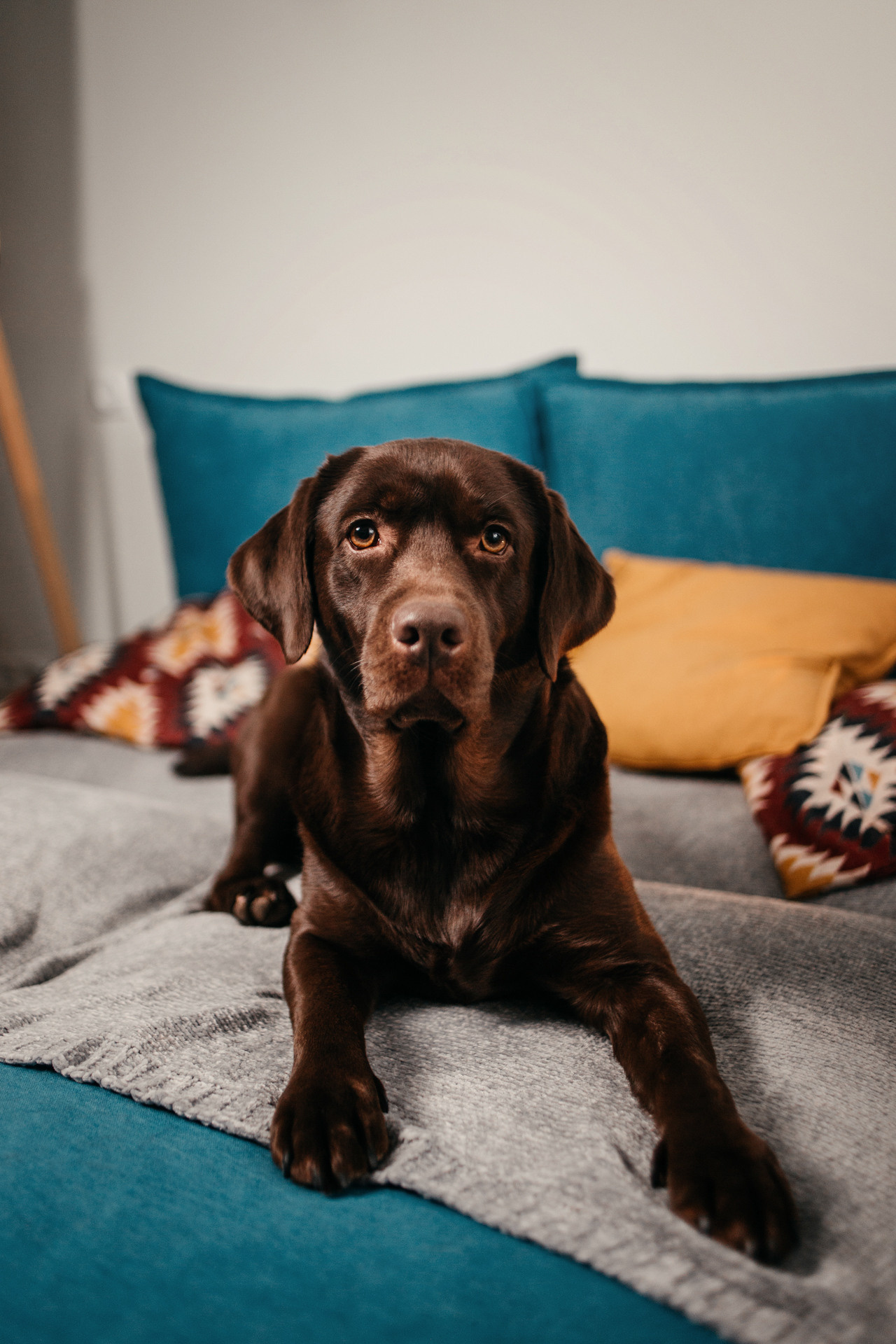 Настя, Вальда и Флер. Фотограф-анималист Елена Радченко, Москва
