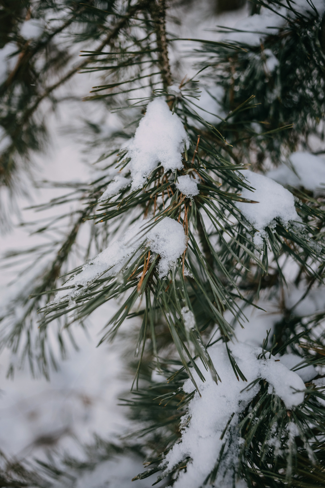 Наташа, Стас и Элфи. Фотограф-анималист Елена Радченко, Москва