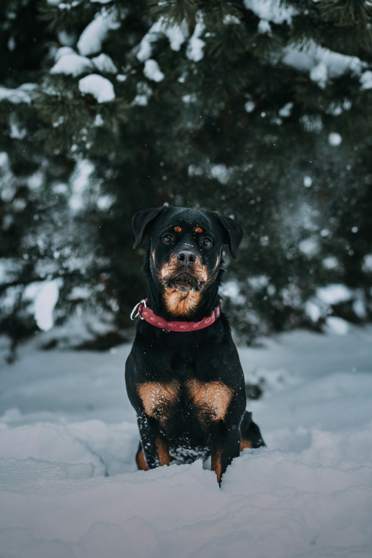 Каринэ и Цири. Фотограф-анималист Елена Радченко, Москва