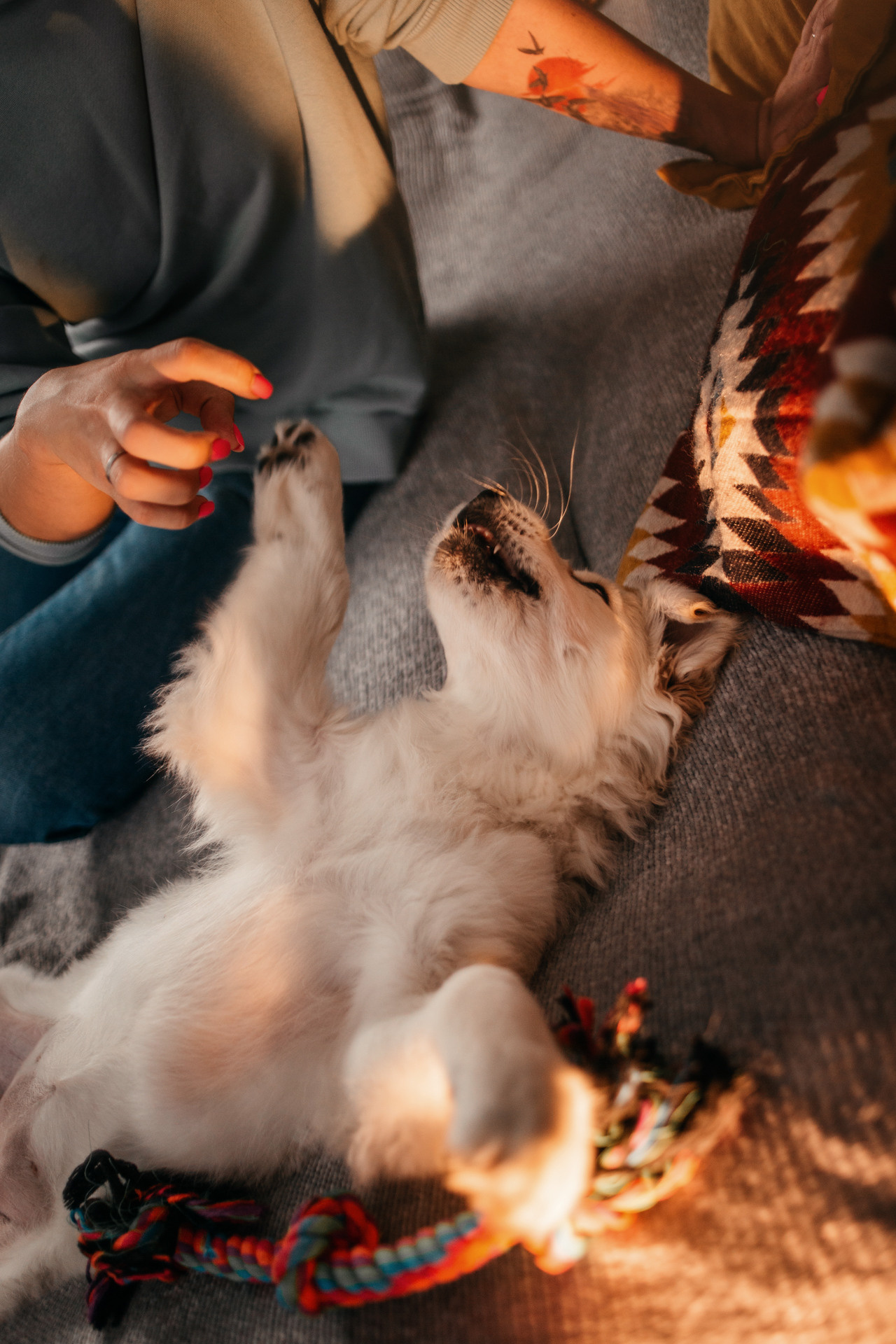 Настя, Вальда и Флер. Фотограф-анималист Елена Радченко, Москва