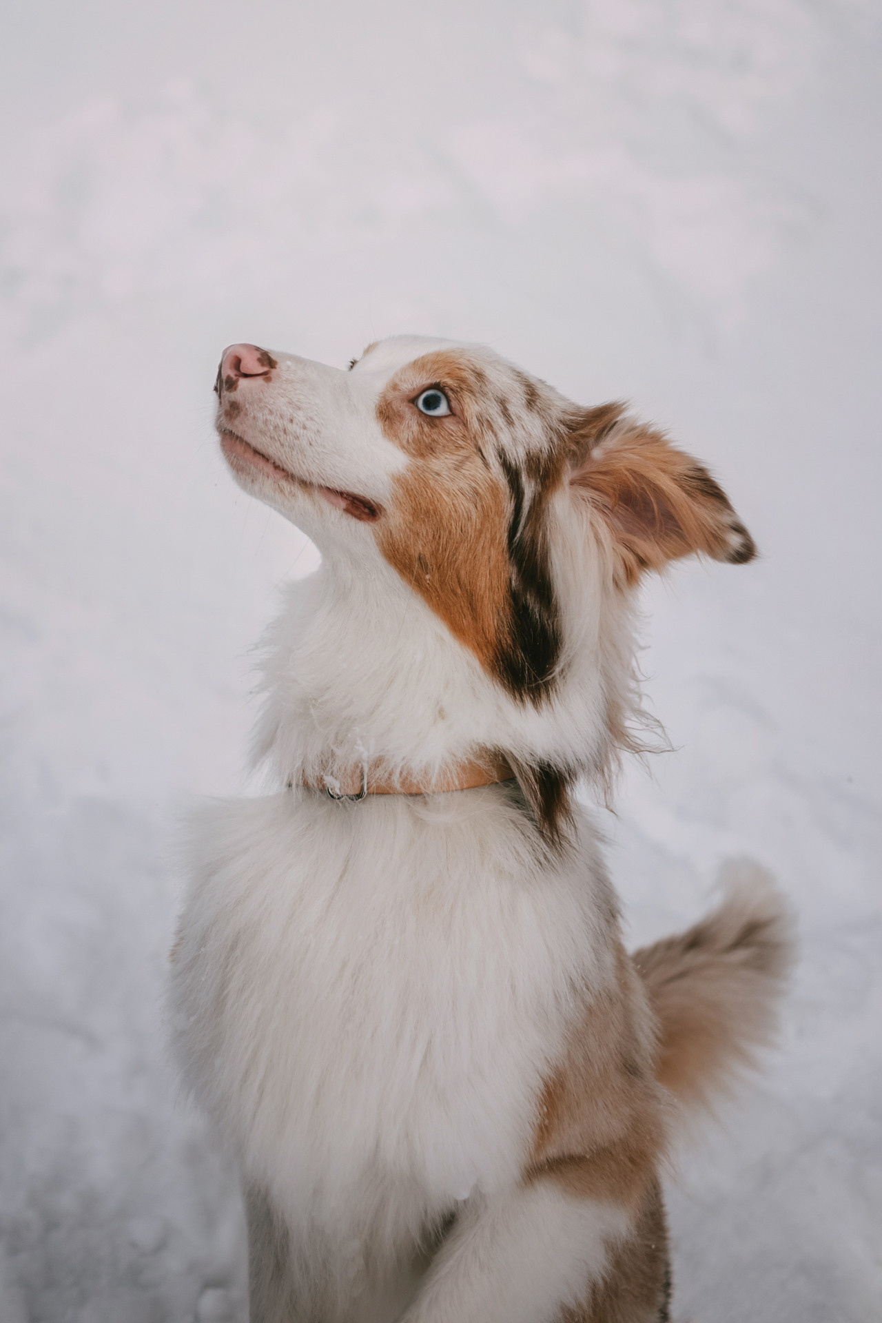 Наташа, Стас и Элфи. Фотограф-анималист Елена Радченко, Москва