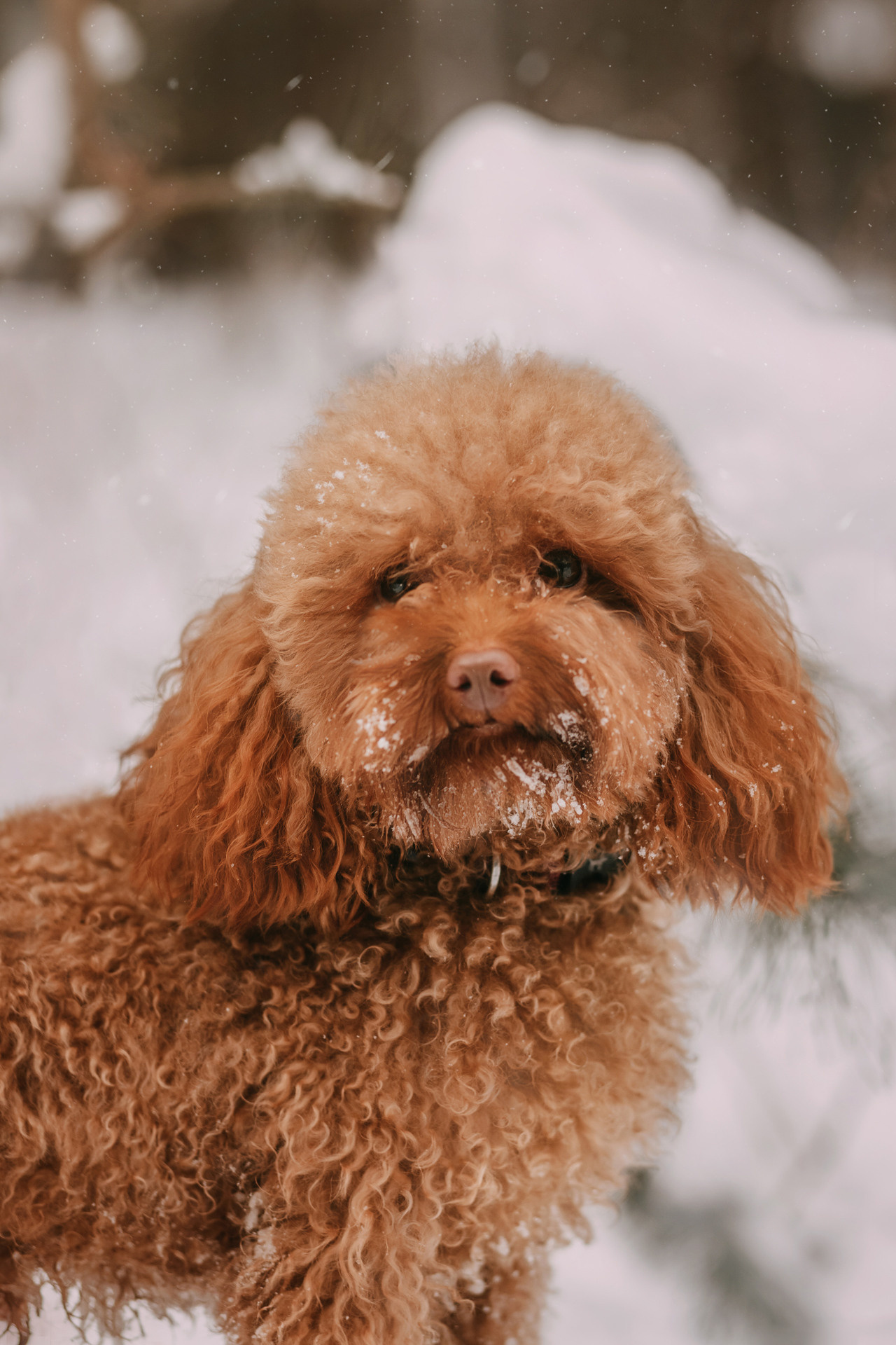 Лариса и Патрик. Фотограф-анималист Елена Радченко, Москва
