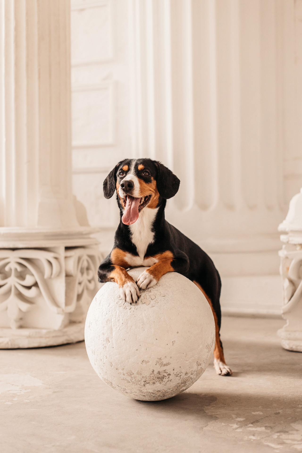 Аня, Вафля и Пикси. Фотограф-анималист Елена Радченко, Москва
