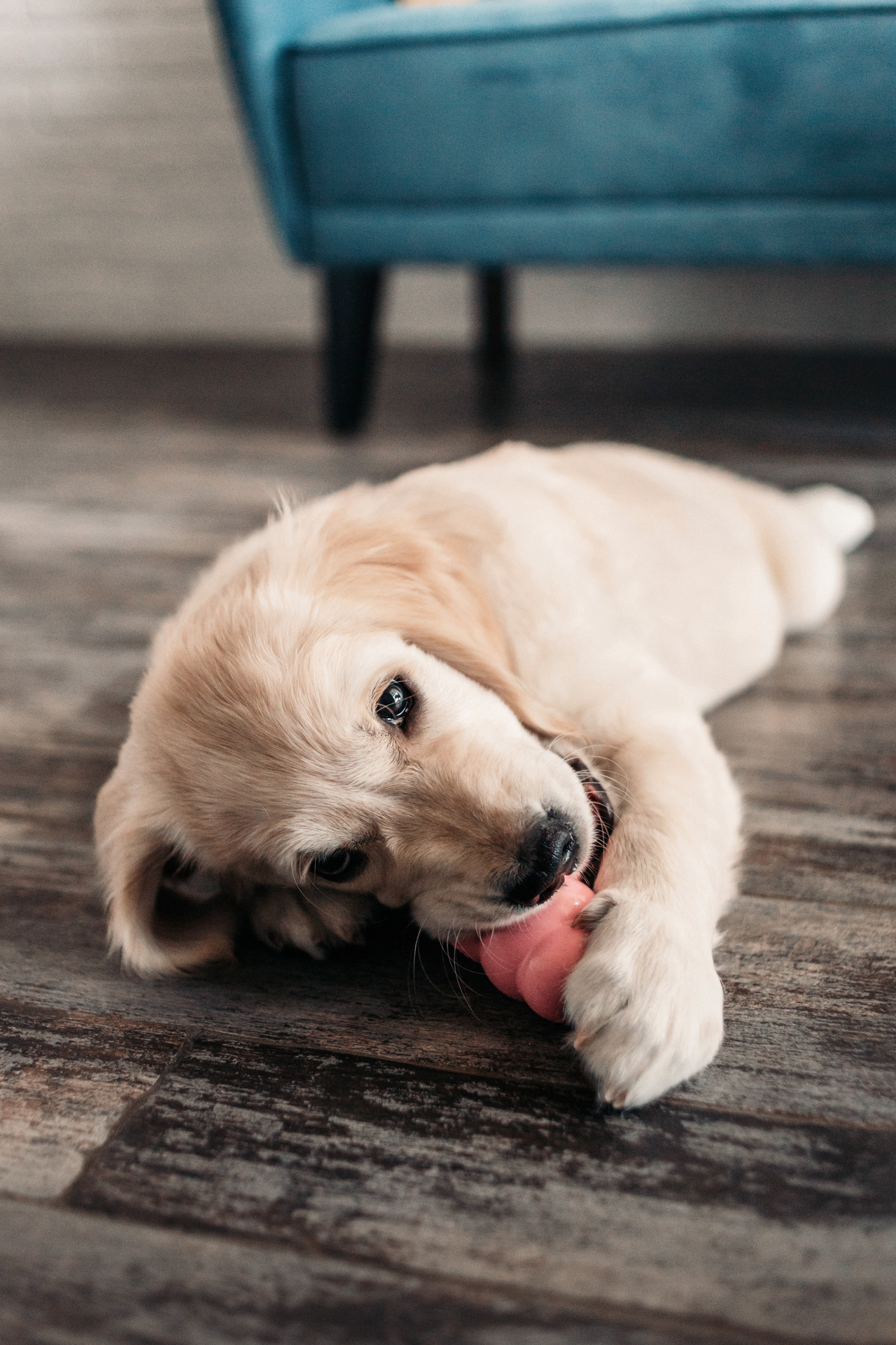 Наталья и Шелби. Фотограф-анималист Елена Радченко, Москва