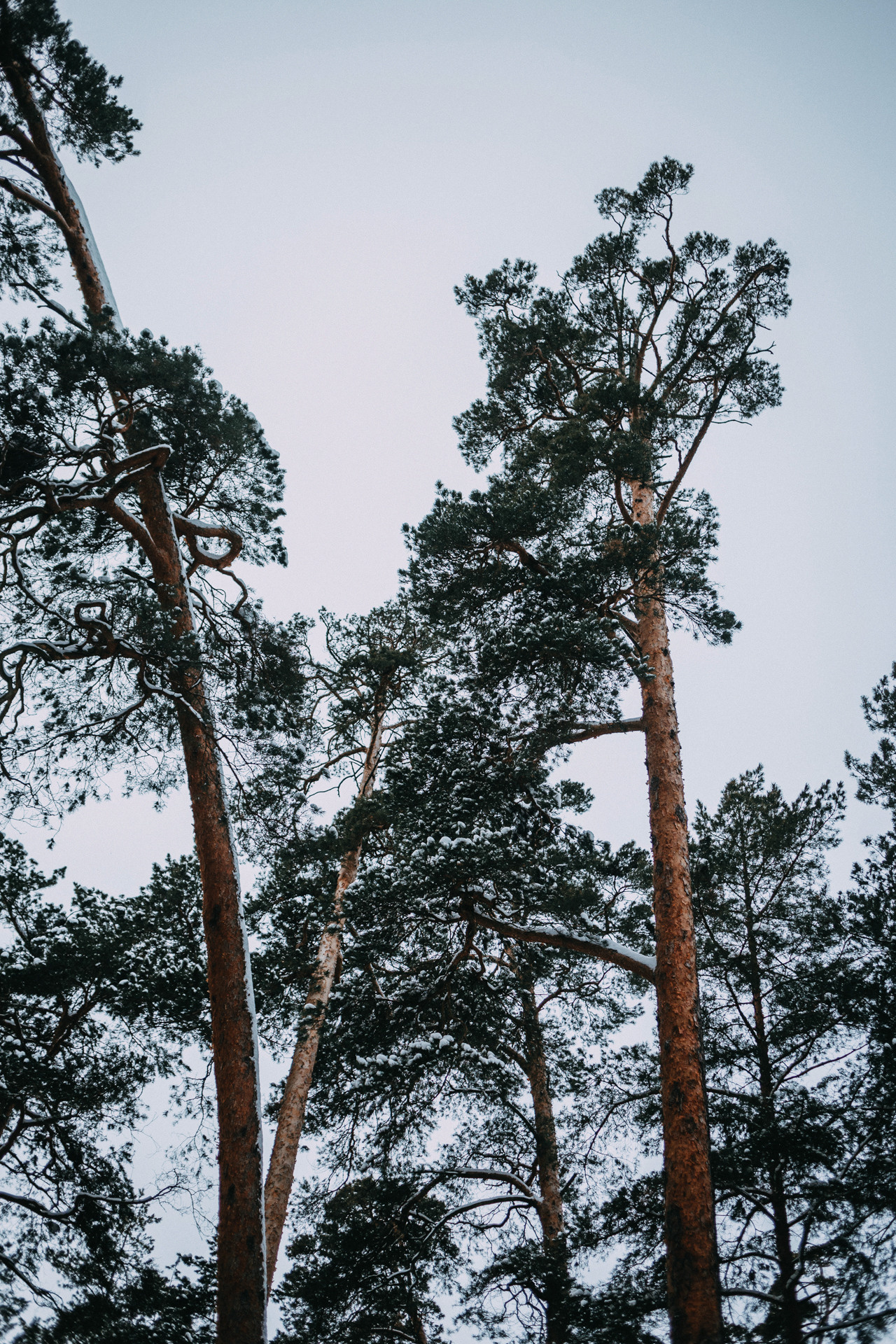 Каринэ и Цири. Фотограф-анималист Елена Радченко, Москва