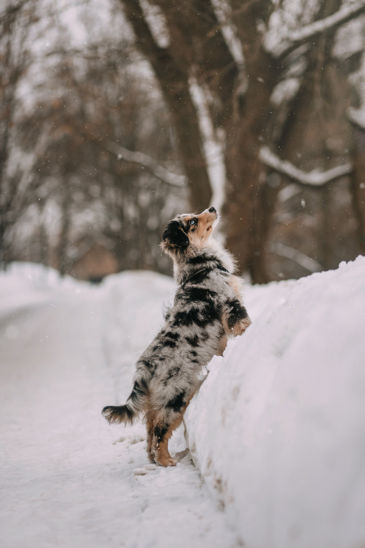 Дарья и Луна. Фотограф-анималист Елена Радченко, Москва