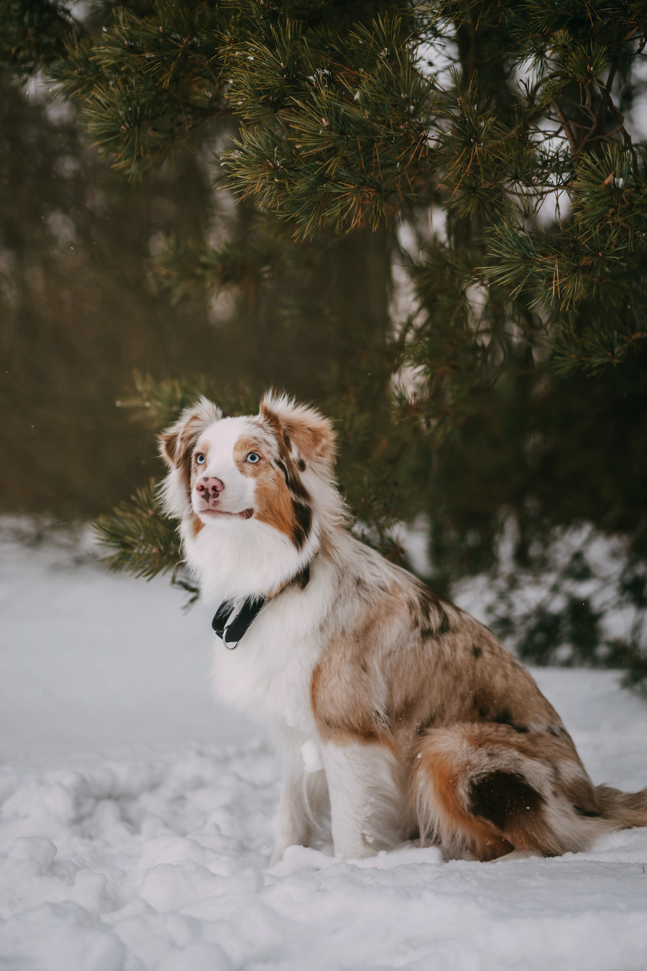 Наташа, Стас и Элфи. Фотограф-анималист Елена Радченко, Москва
