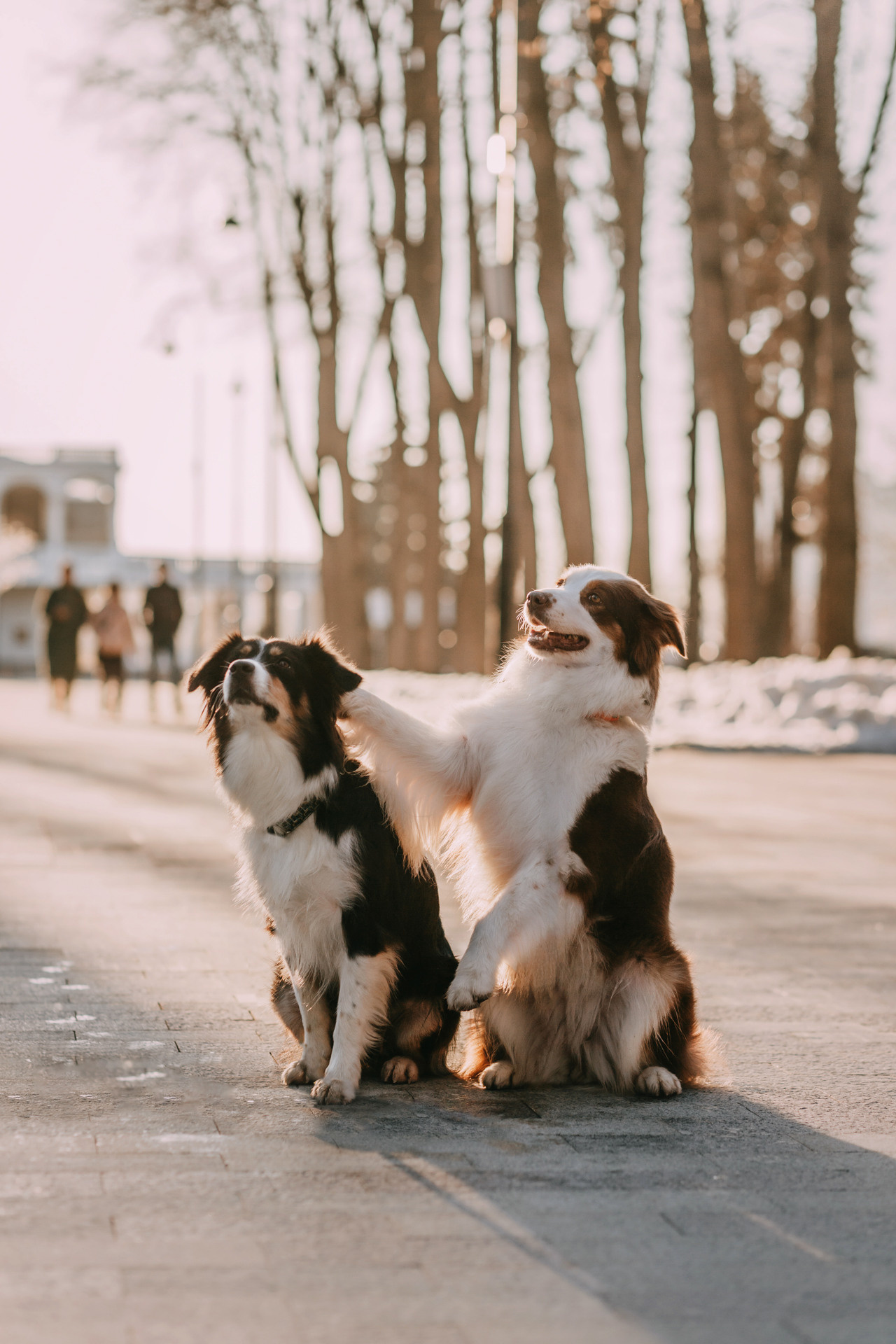 Нюта, Мэри и Лэсси. Фотограф-анималист Елена Радченко, Москва
